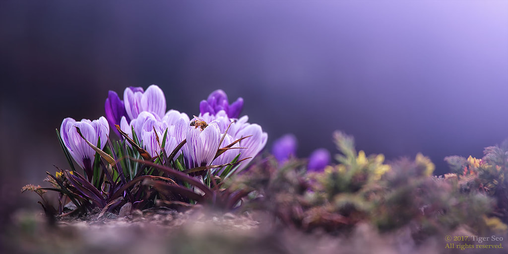 Spring pictures - Spring has come to bee by Tiger Seo on 500px.com