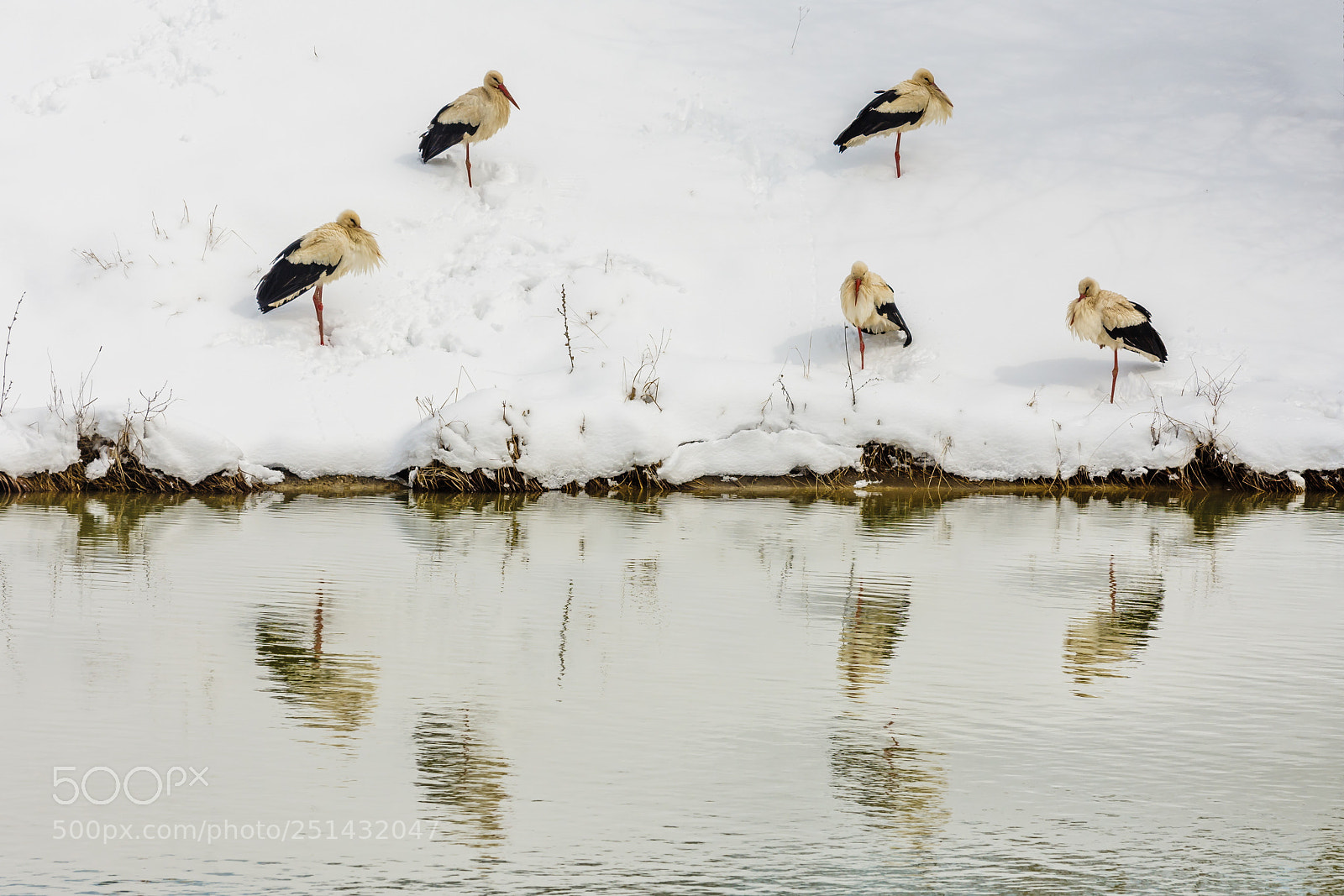 Nikon D7200 sample photo. Symmetry in nature photography