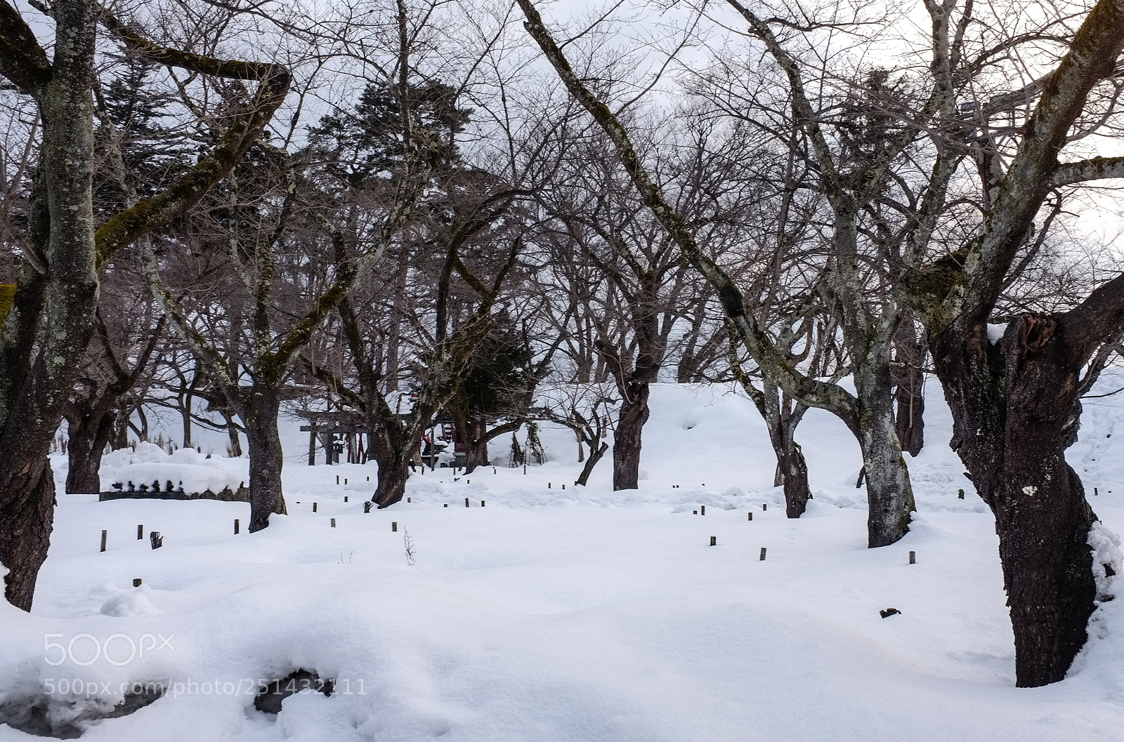 Fujifilm FinePix X100 sample photo. Dreaming beneath the snow photography