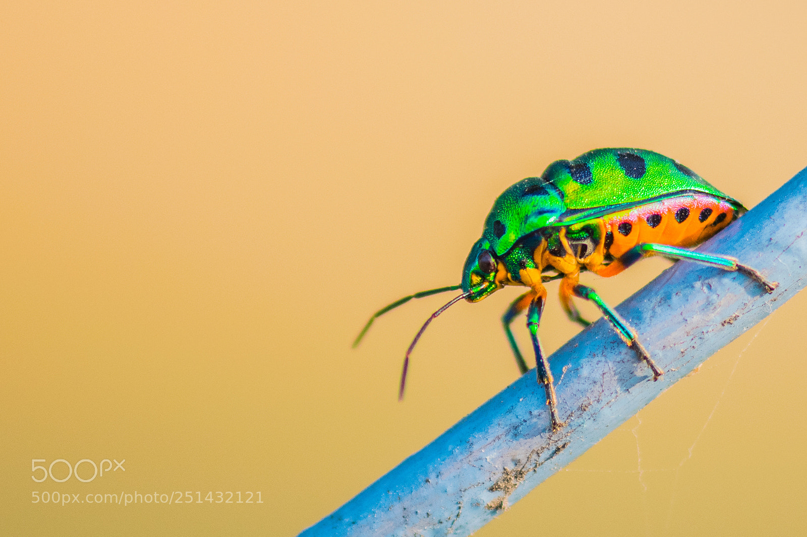 Nikon D5300 sample photo. Lychee bug photography