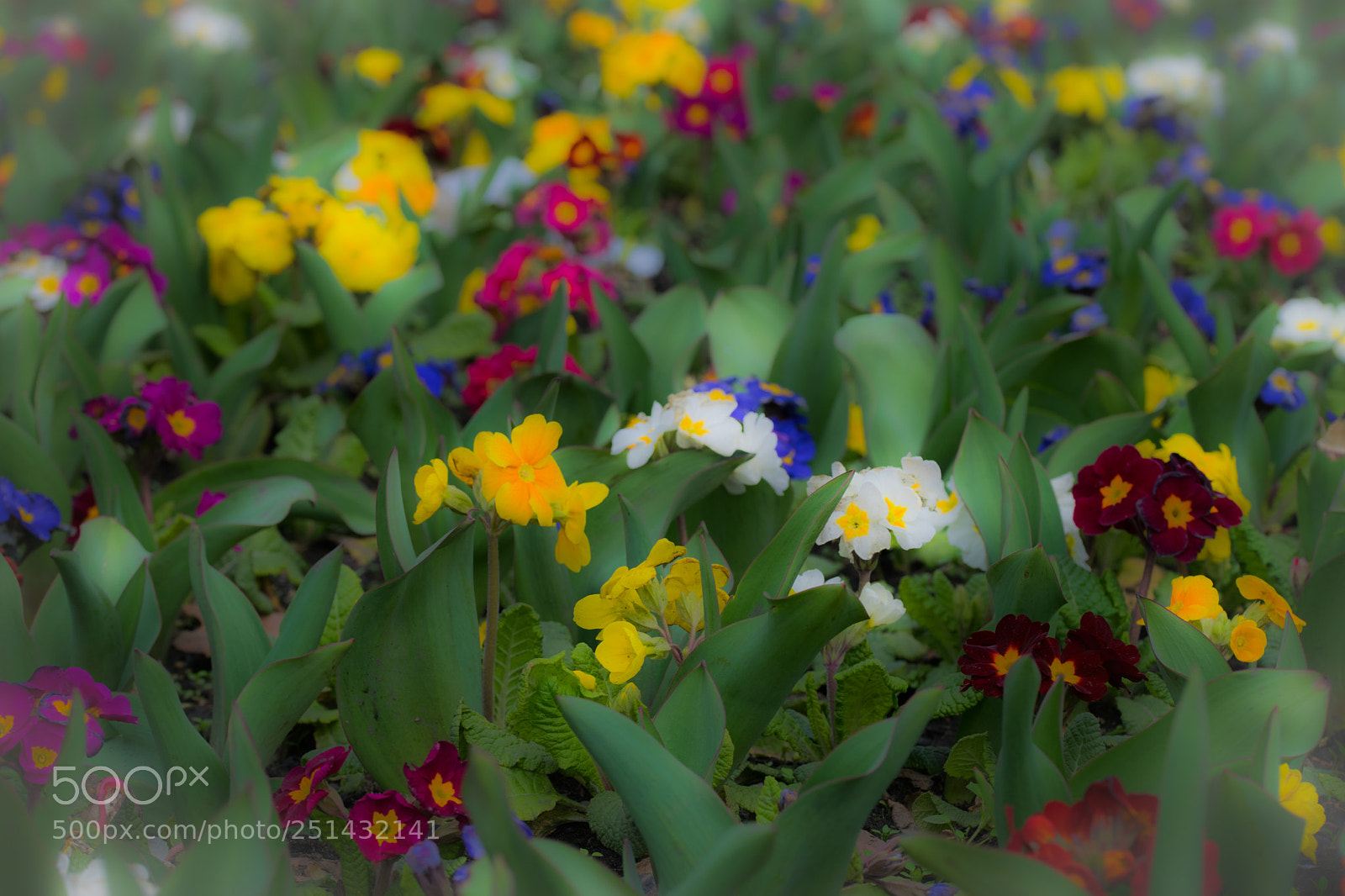 Nikon D3300 sample photo. Flowers photography