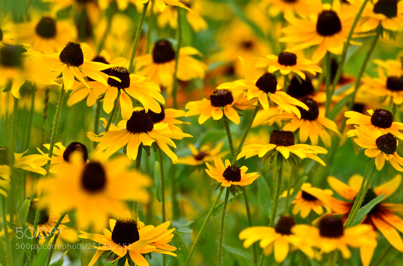 Nikon D7000 sample photo. Meadow photography