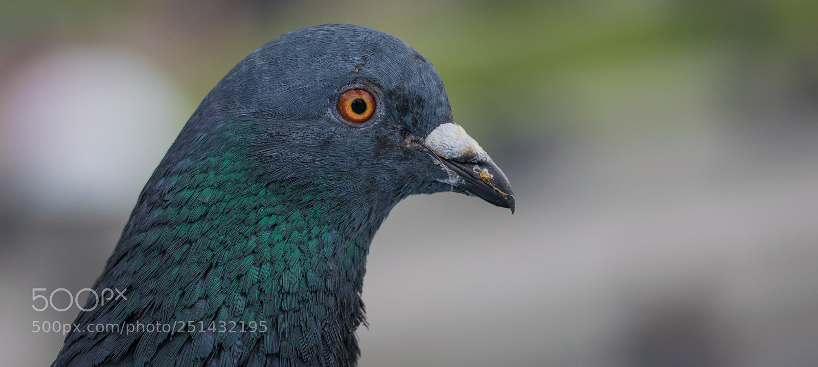 Nikon D3300 sample photo. Pigeon photography