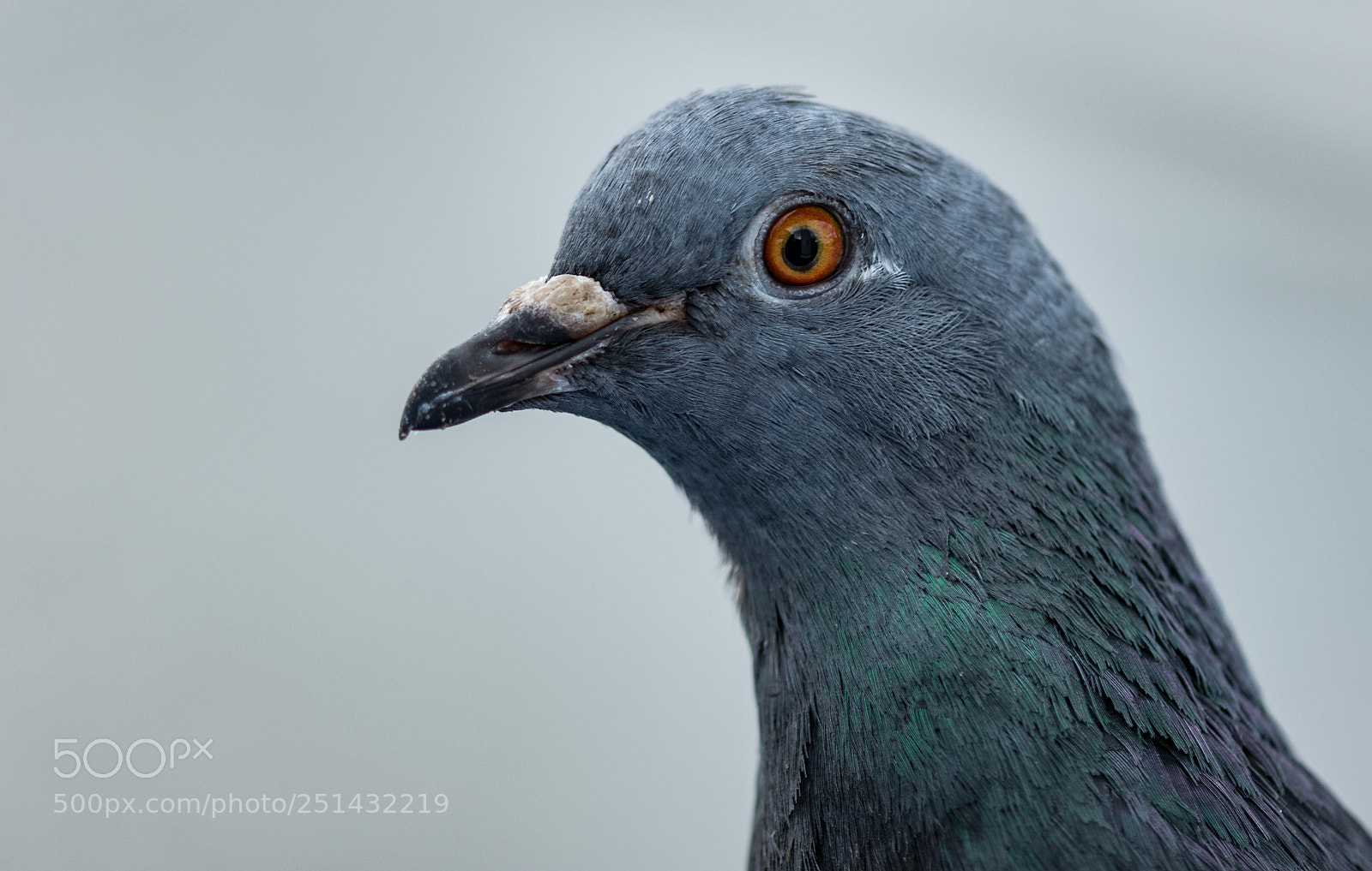Nikon D3300 sample photo. Pigeon photography