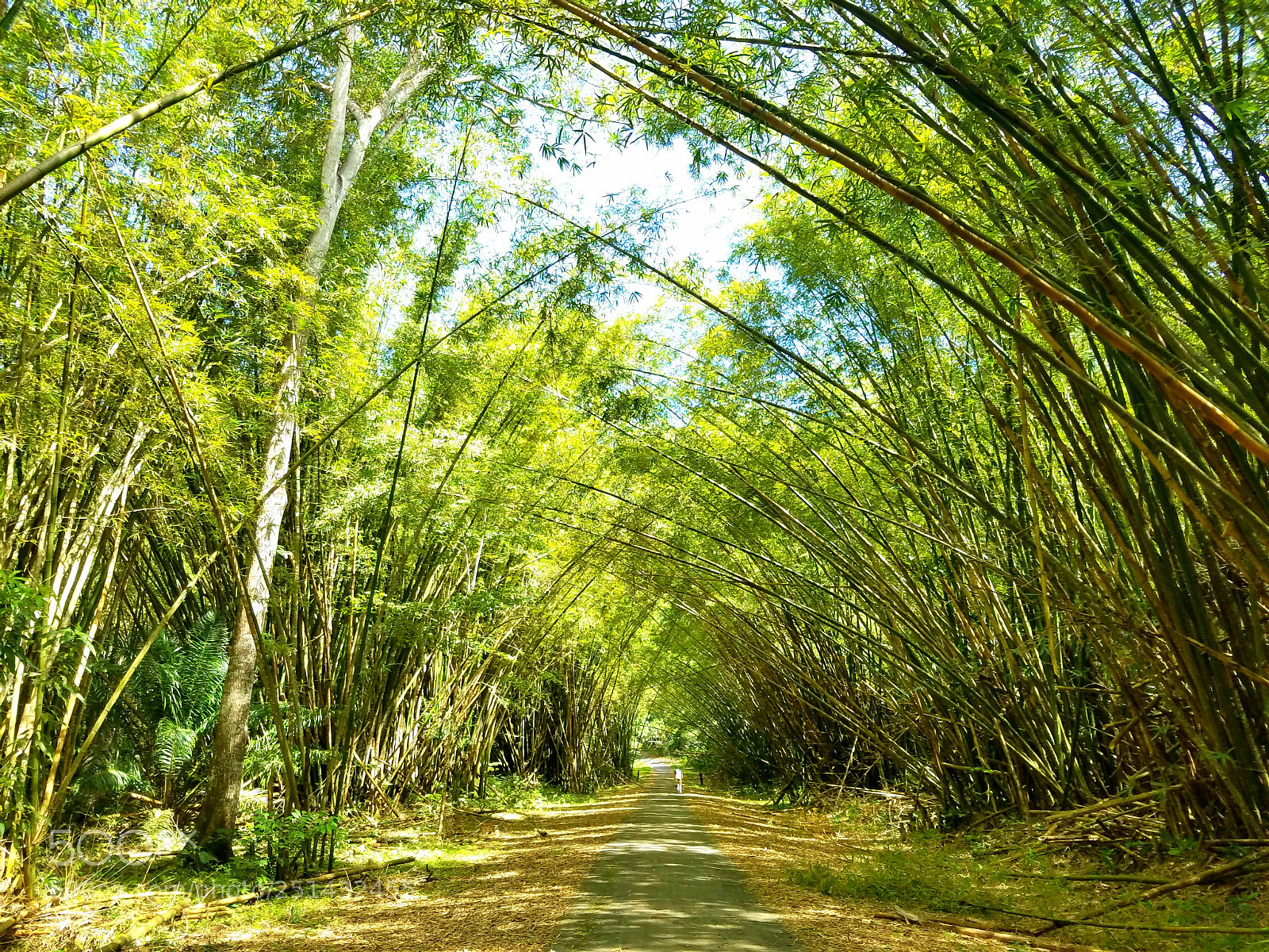 Samsung Galaxy S7 Edge sample photo. Bamboo cathedral photography