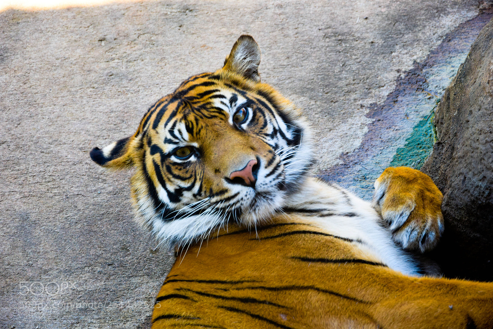 Nikon D3300 sample photo. Tiger photography