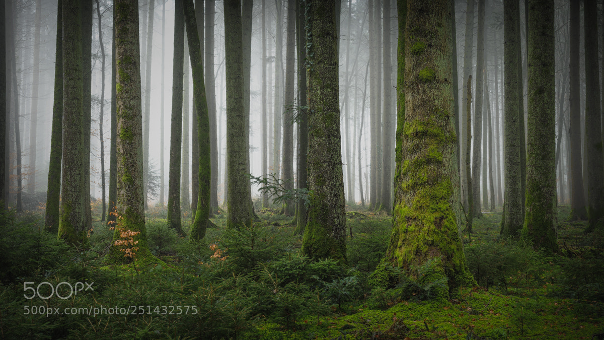 Nikon D500 sample photo. Among the giants photography