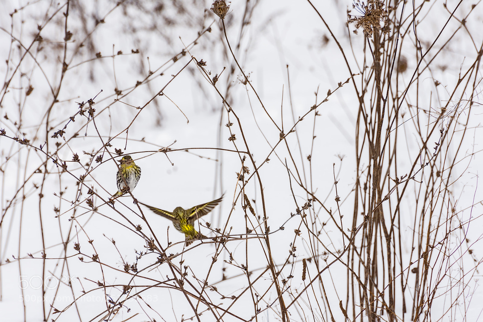 Nikon D7200 sample photo. In couple photography