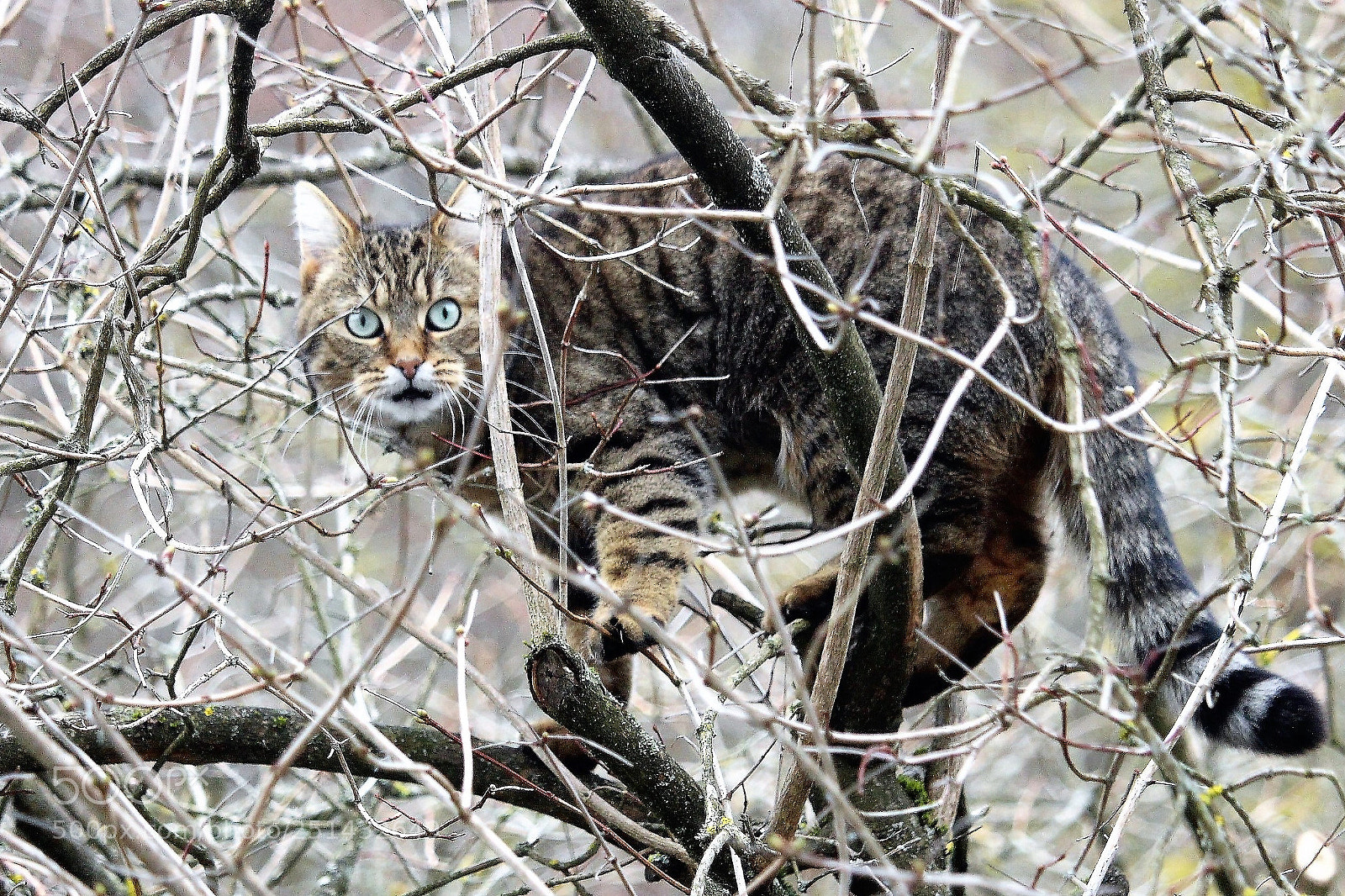 Canon EOS 700D (EOS Rebel T5i / EOS Kiss X7i) sample photo. Kletter-katze photography