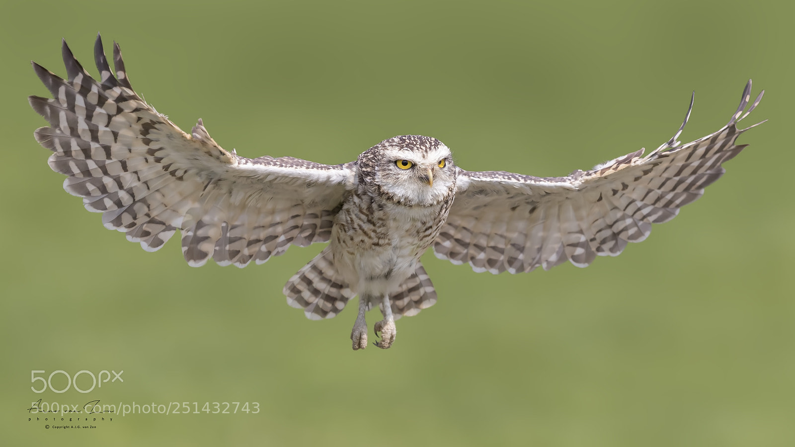 Canon EOS-1D X Mark II sample photo. Burrowing owl... photography
