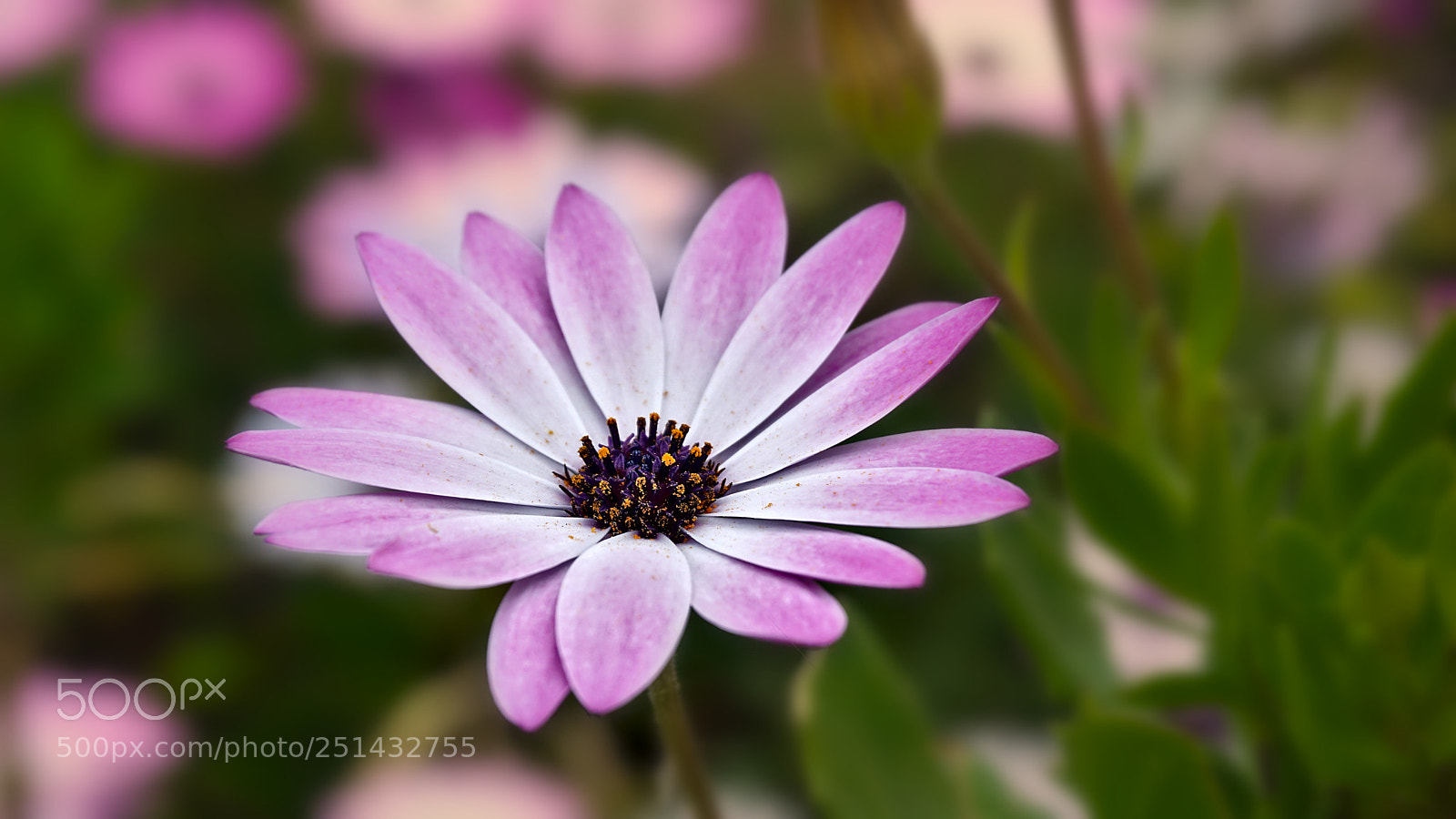 Sony a6000 sample photo. Light purple photography