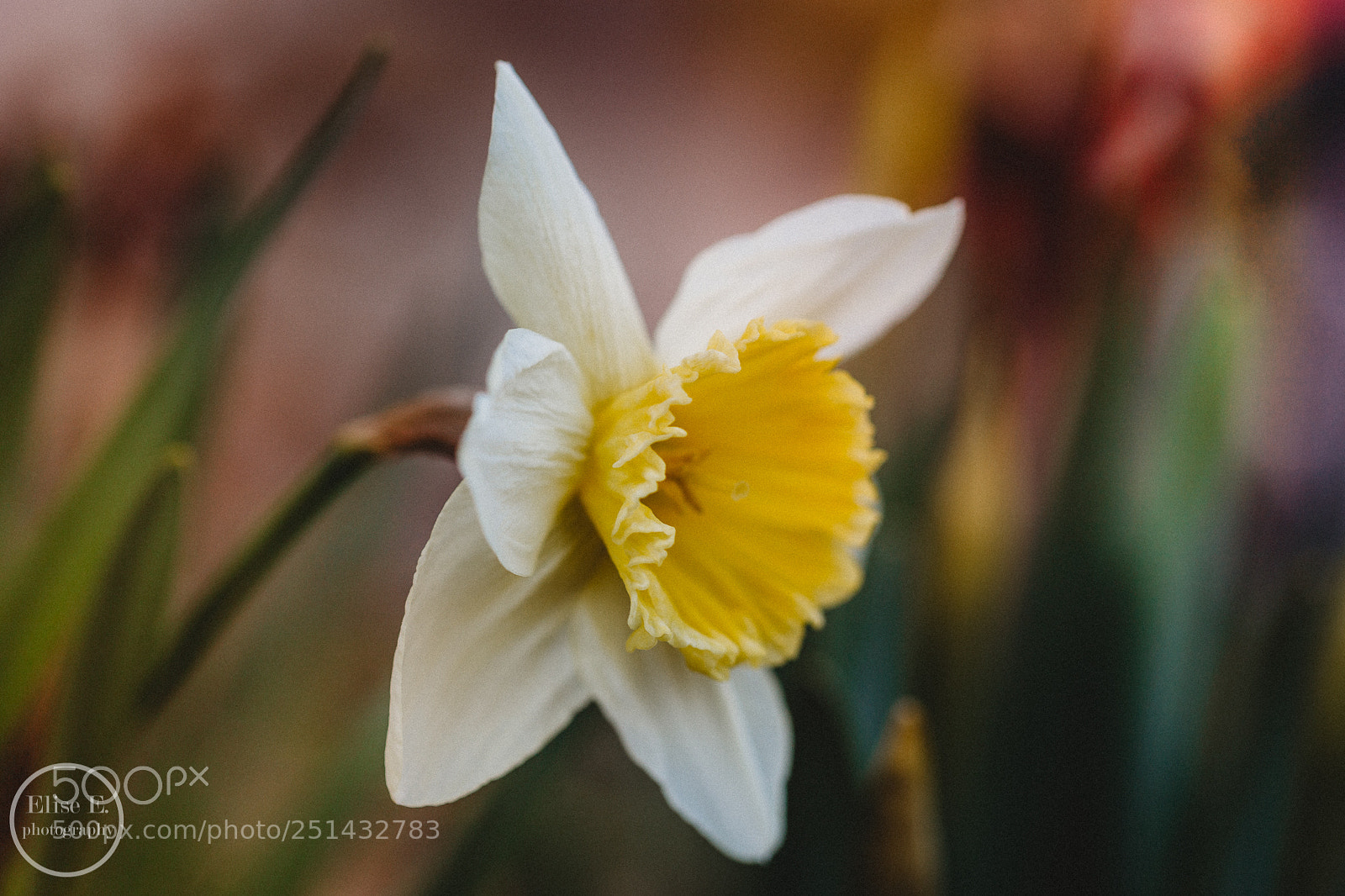 Canon EOS 6D Mark II sample photo. Pretty spring daffodil photography
