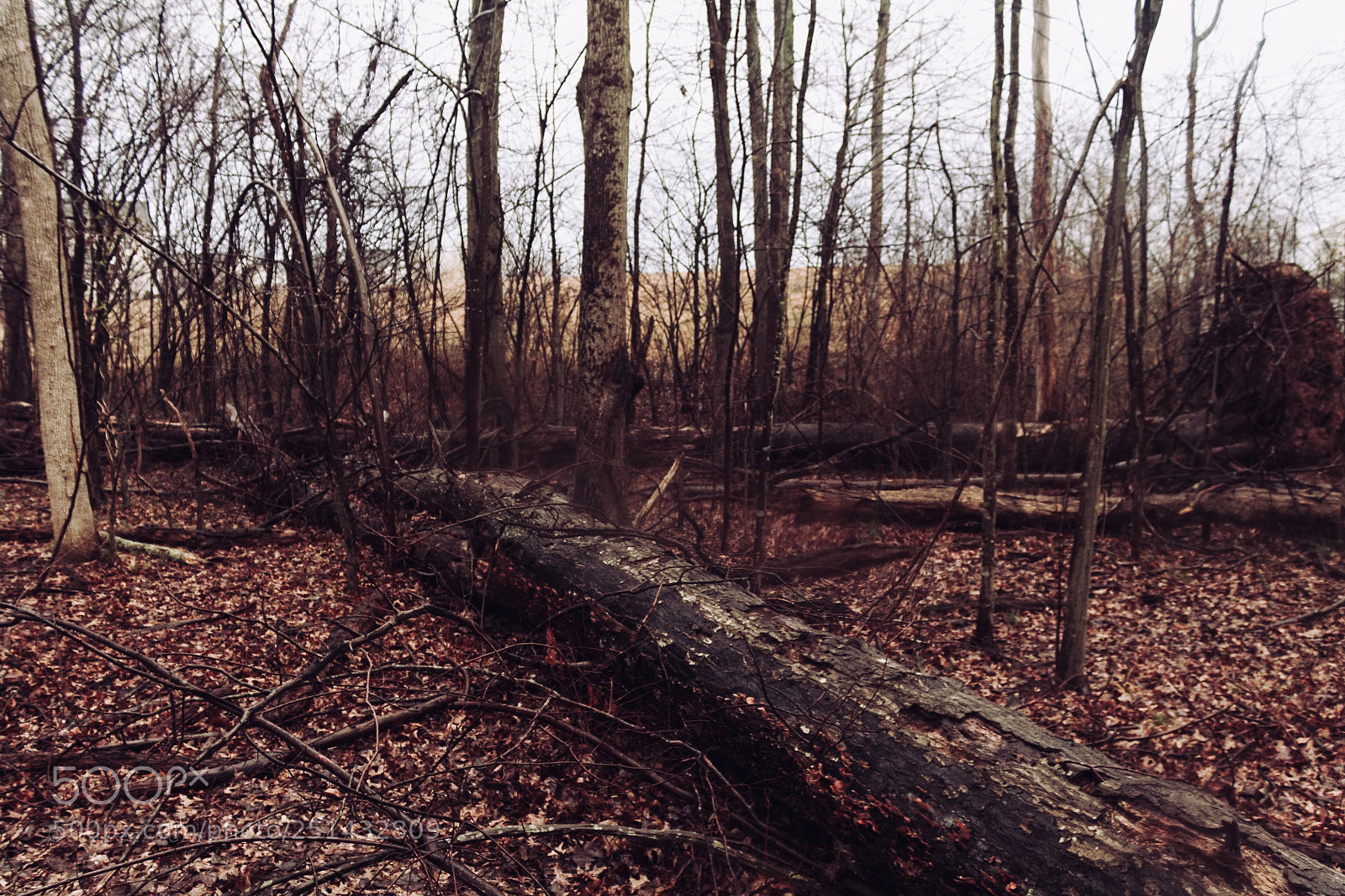 Canon EOS 1100D (EOS Rebel T3 / EOS Kiss X50) sample photo. Fallen logs photography