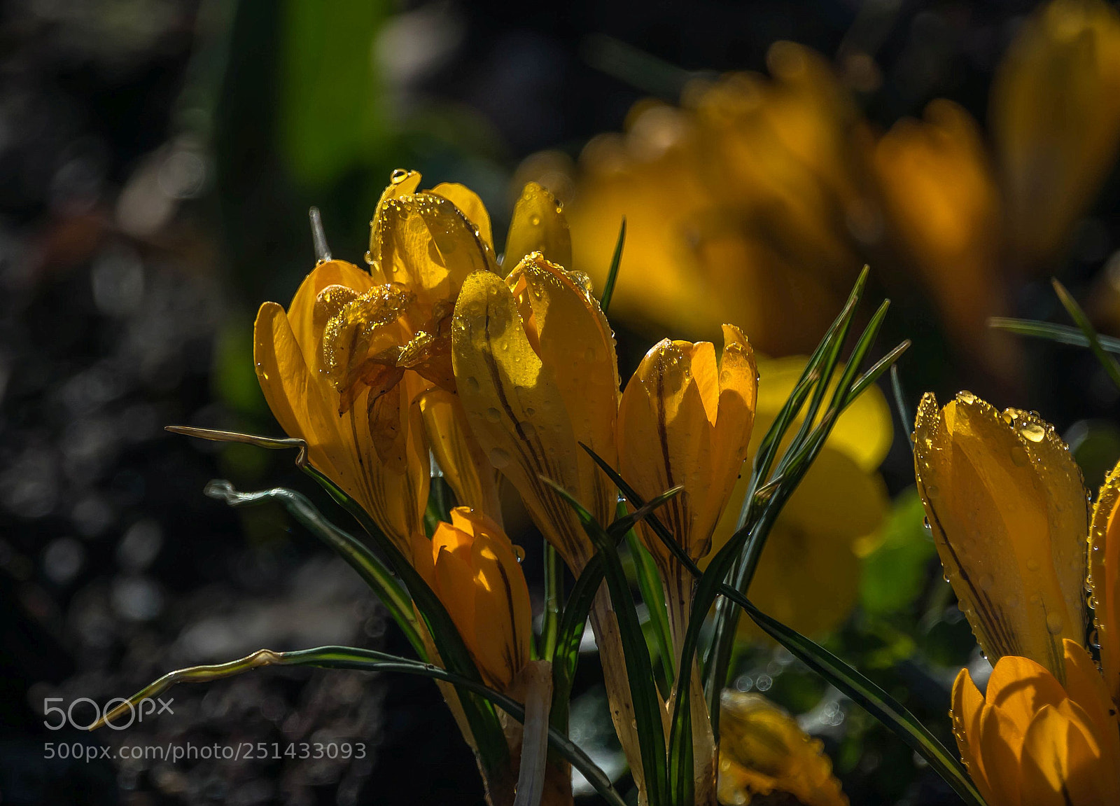 Sony Cyber-shot DSC-RX10 III sample photo. Yellow photography