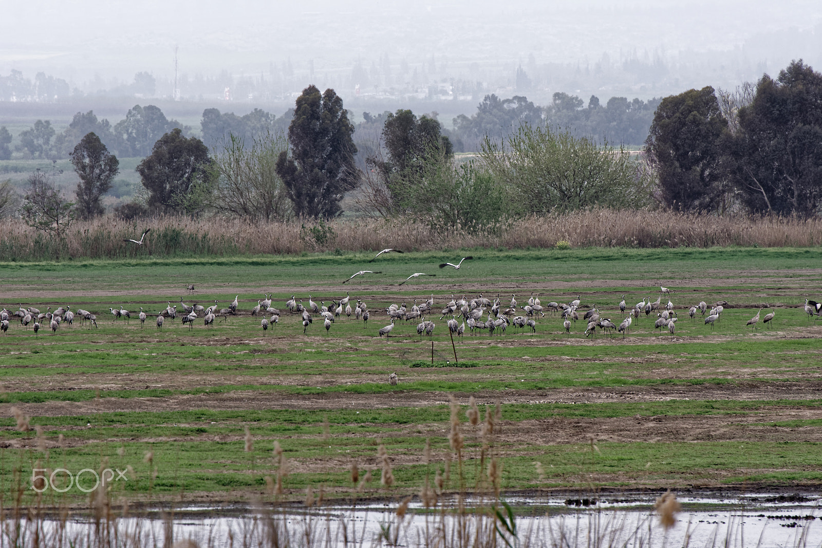 Nikon D7200 sample photo. Agamon hahula, last birds photography