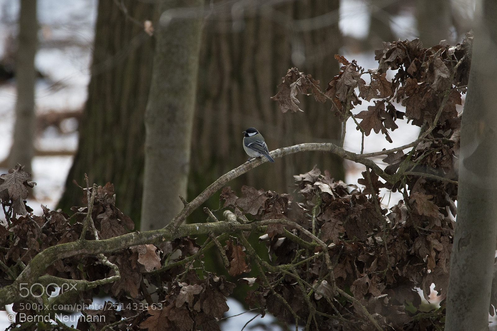 Nikon D7500 sample photo. Meise photography