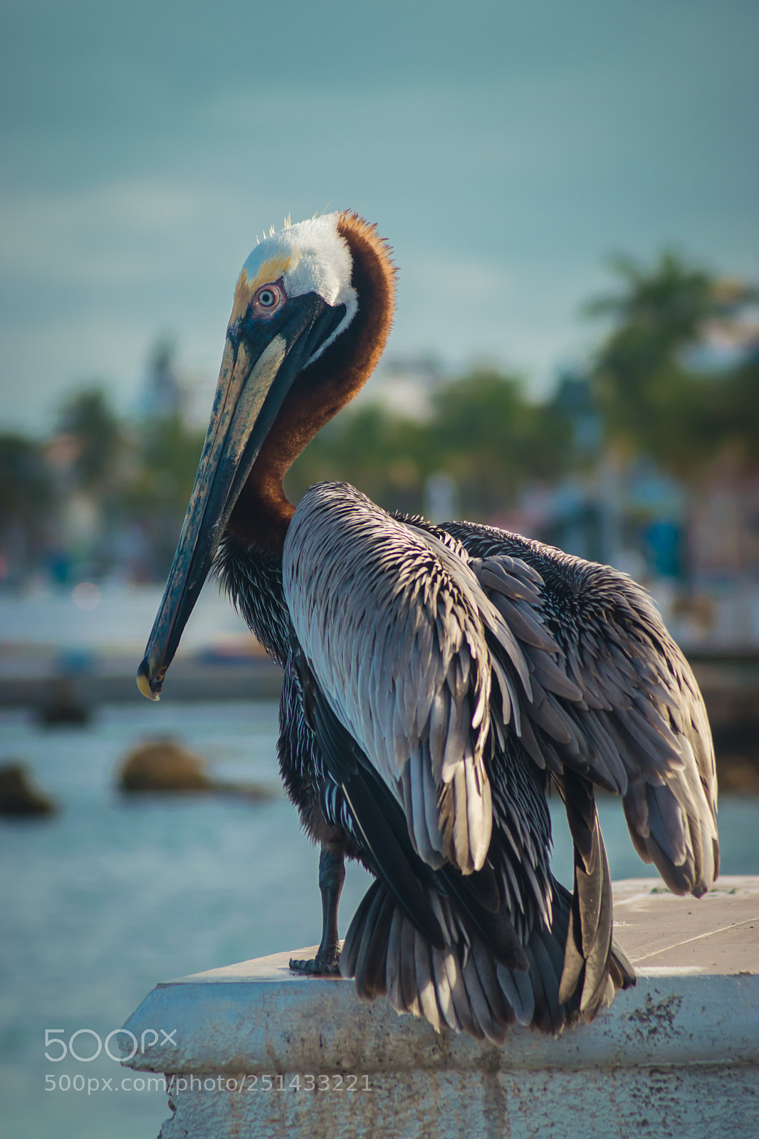 Nikon D3300 sample photo. The pelican photography