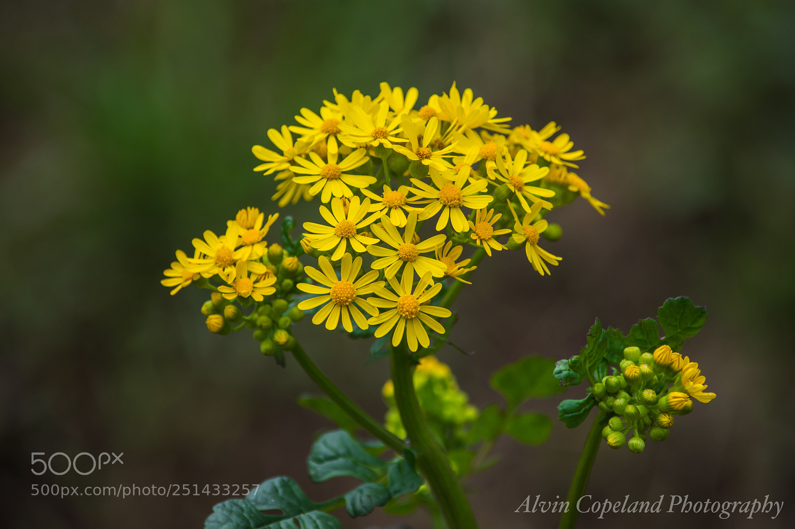 Nikon D7200 sample photo. Hello spring photography