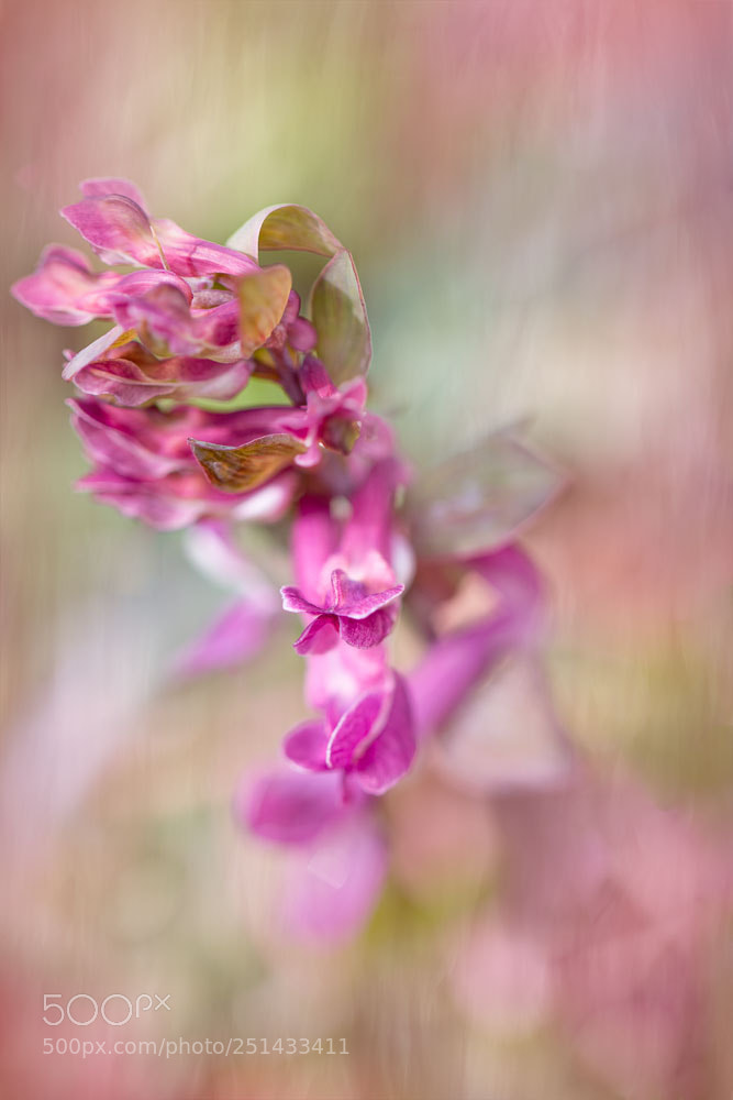 Canon EOS 70D sample photo. Spring flower photography