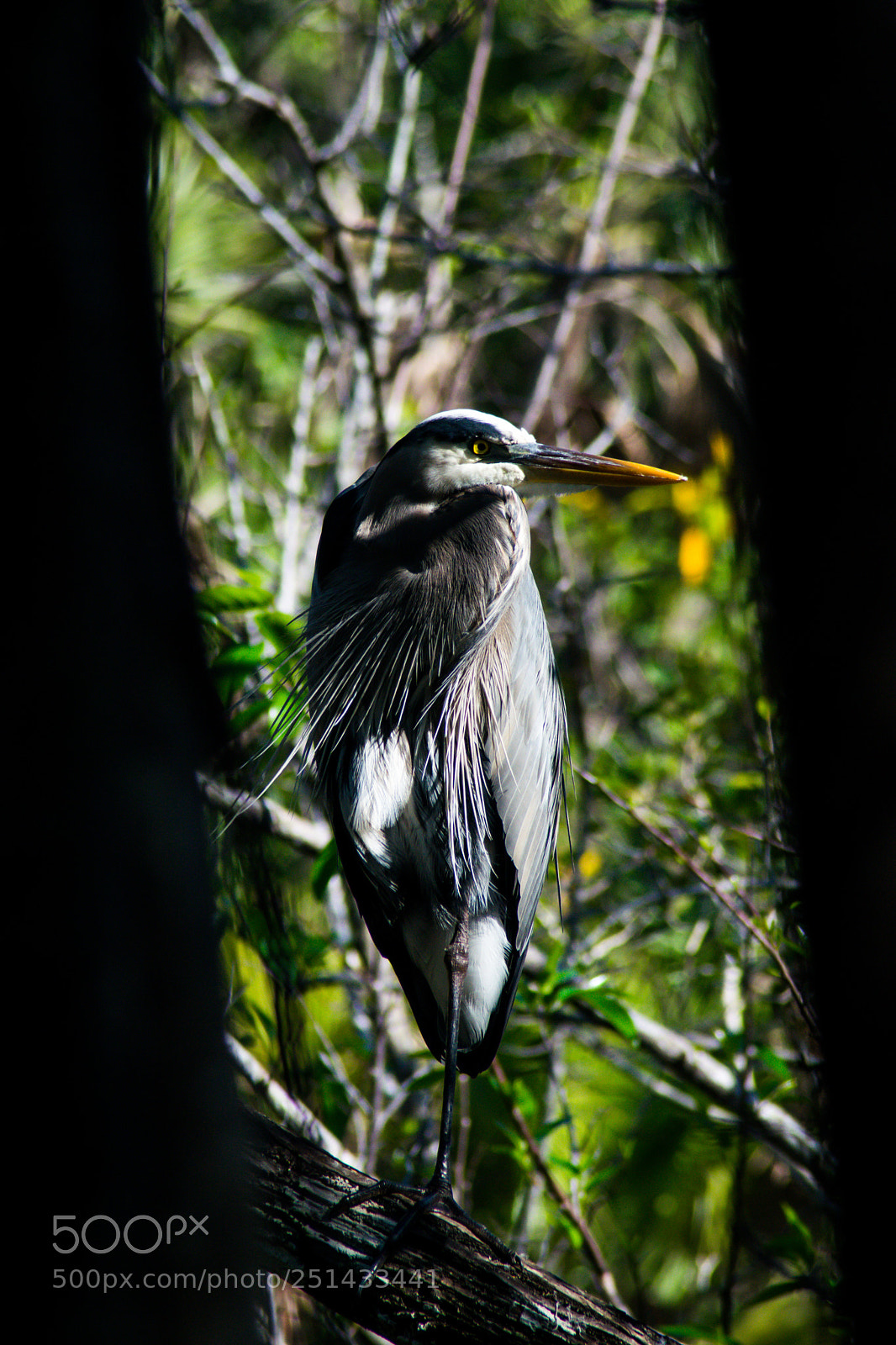 Nikon D3300 sample photo. The heron photography