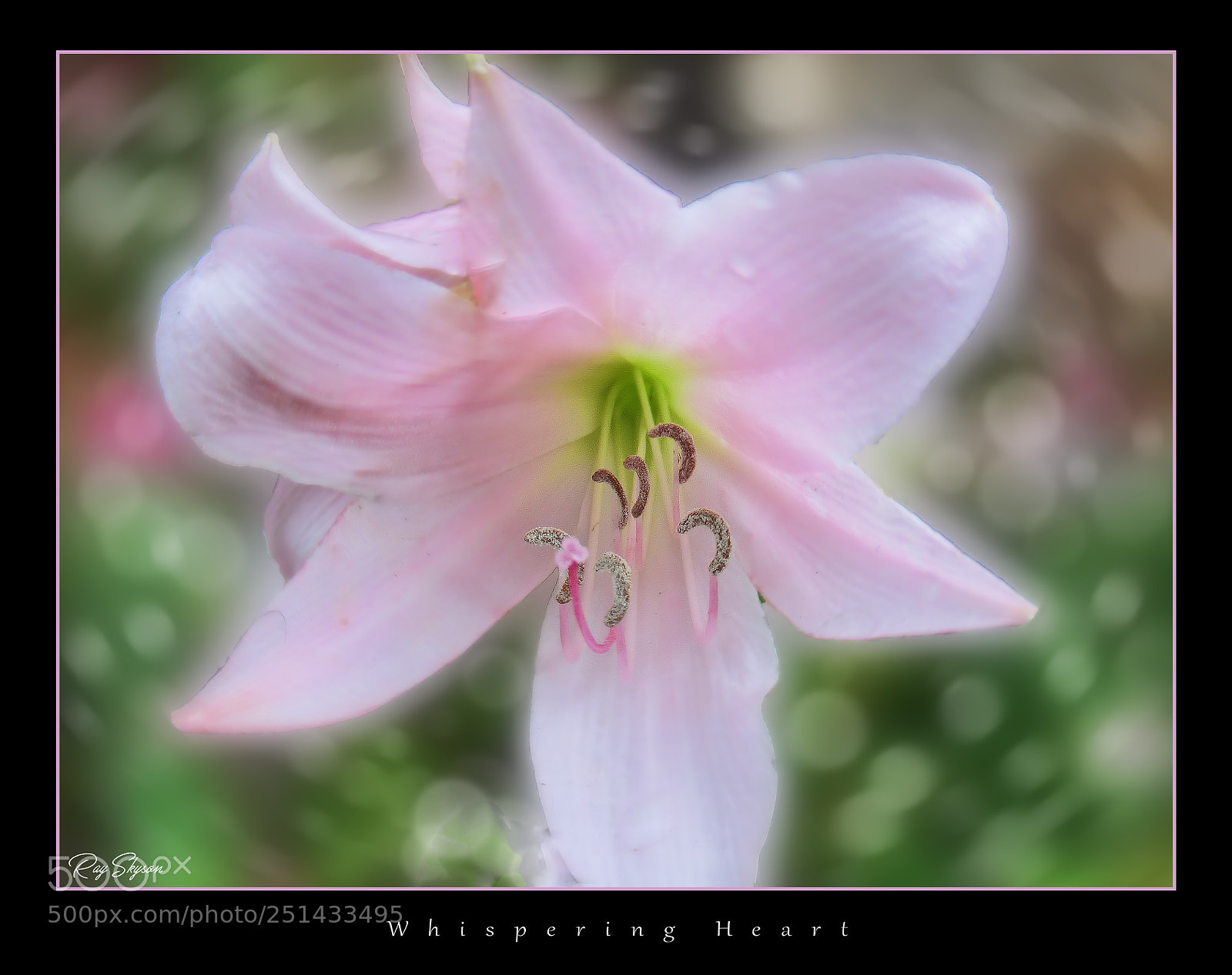 Canon PowerShot SX620 HS sample photo. Whispering heart photography