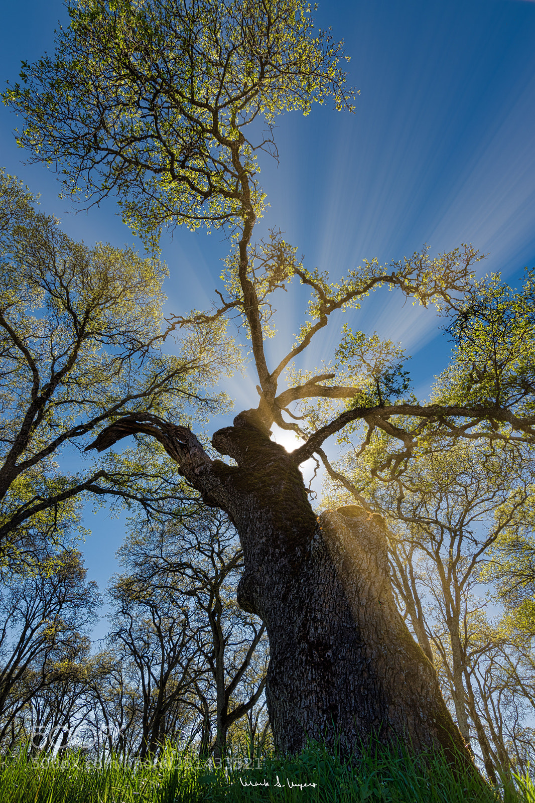 Nikon D5500 sample photo. Spring sunshine photography