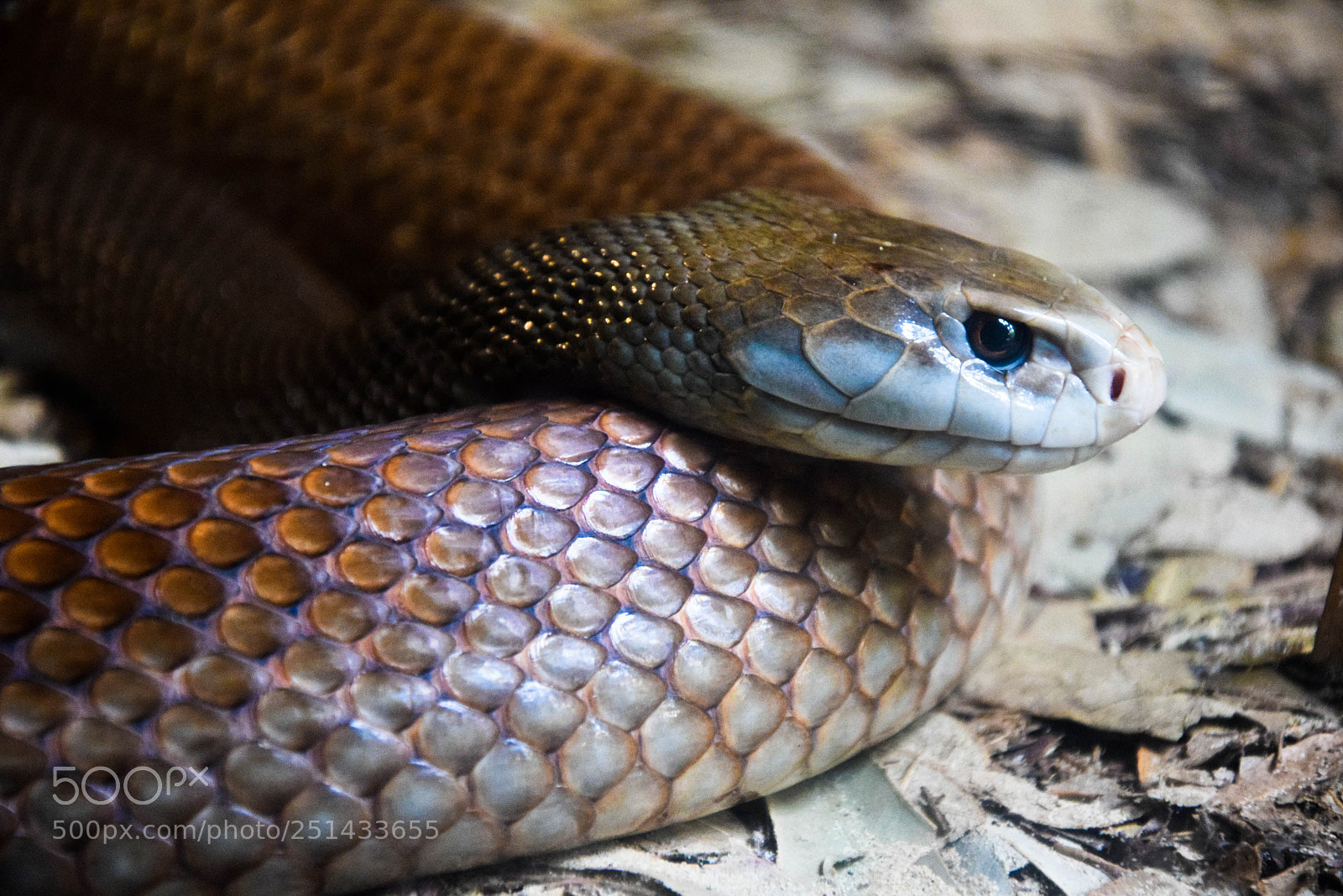 Nikon D3300 sample photo. Snake photography