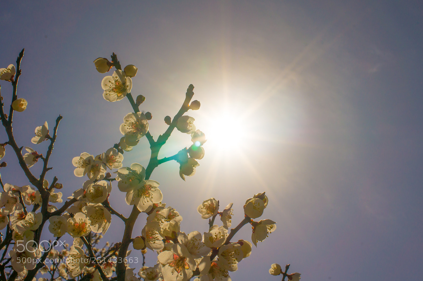 Sony Alpha NEX-5 sample photo. Brilliance cherry blossoms photography