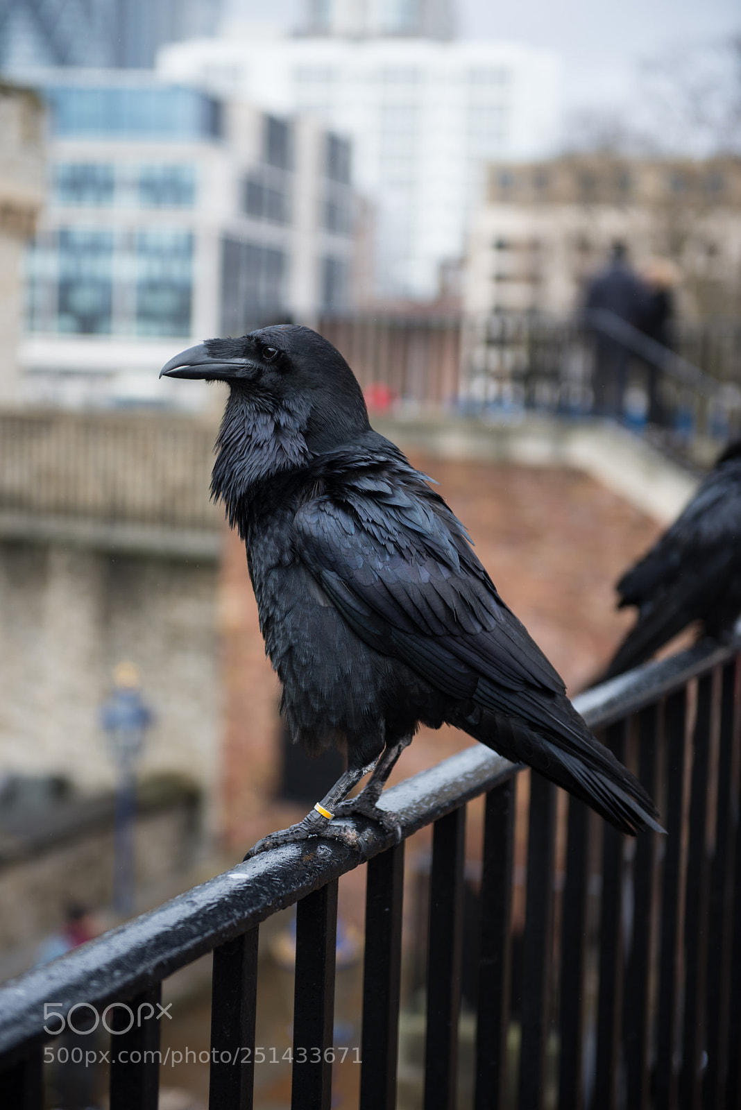 Nikon D600 sample photo. Crow photography