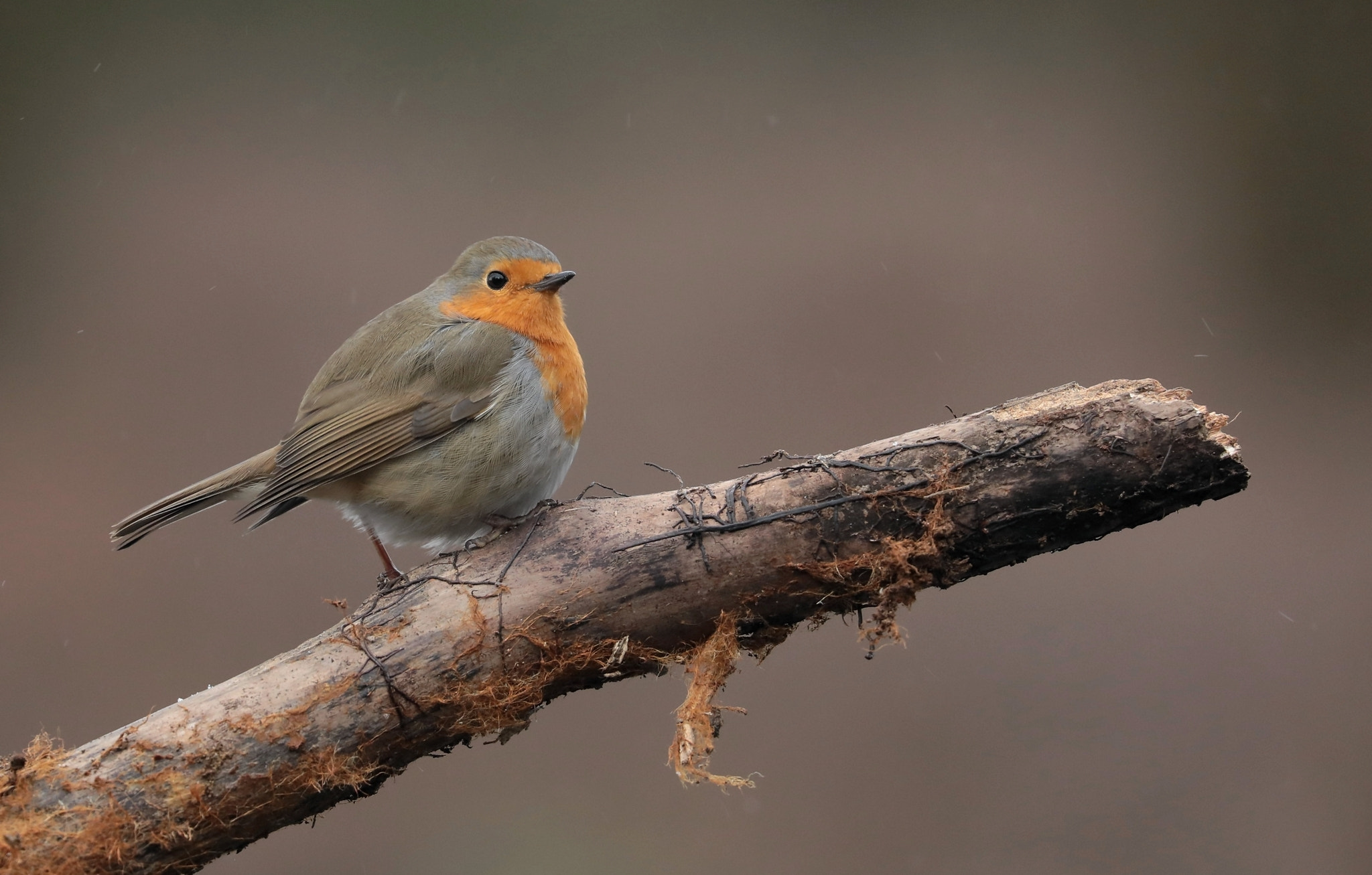 Canon EOS 5D Mark IV sample photo. Robin. photography