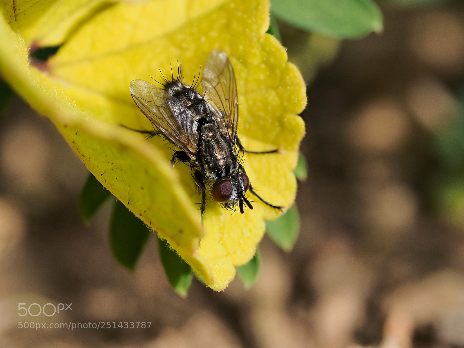 Olympus OM-D E-M1 Mark II sample photo. The fly photography