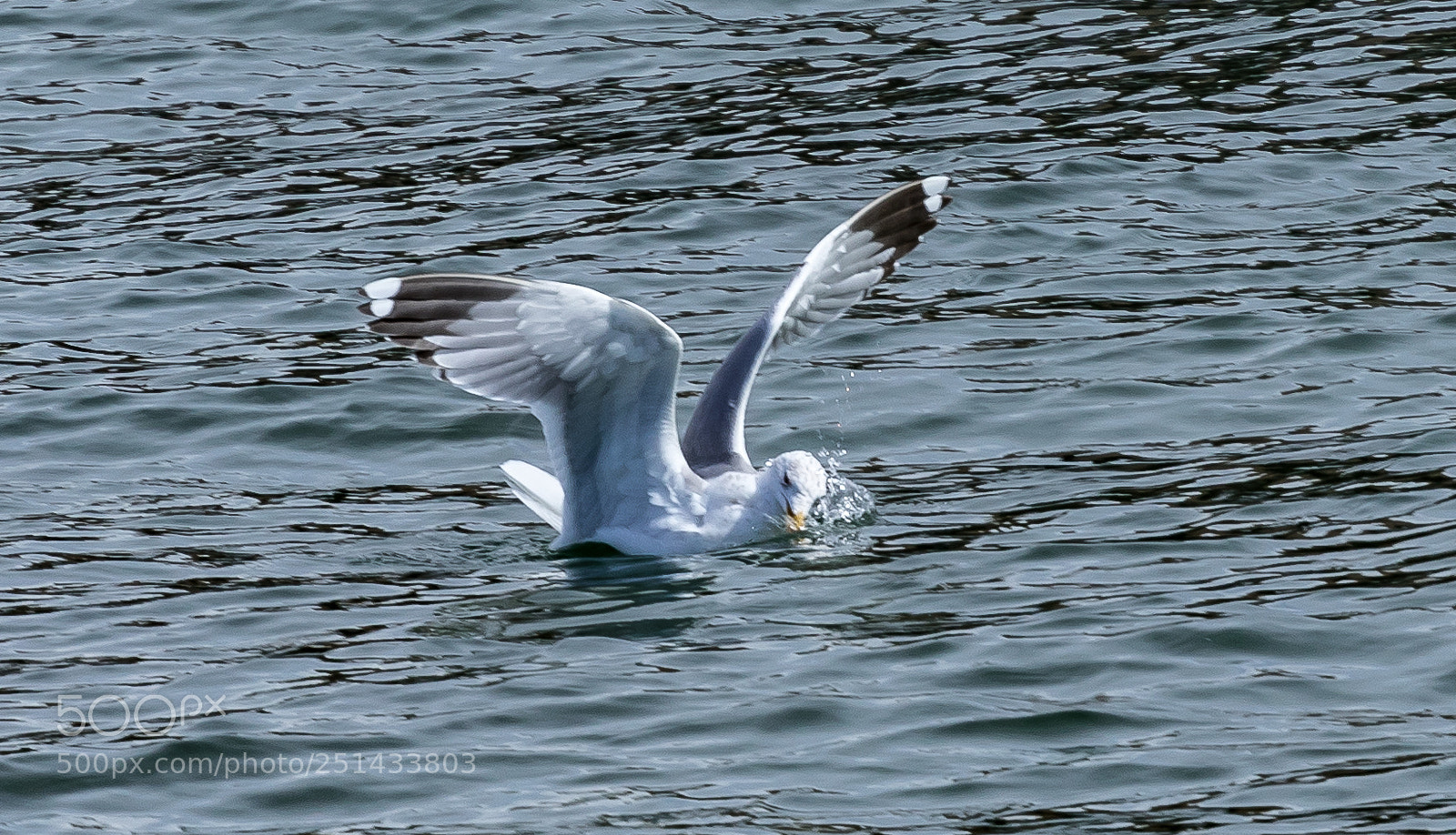 Canon EOS 5D Mark IV sample photo. Failed landing photography