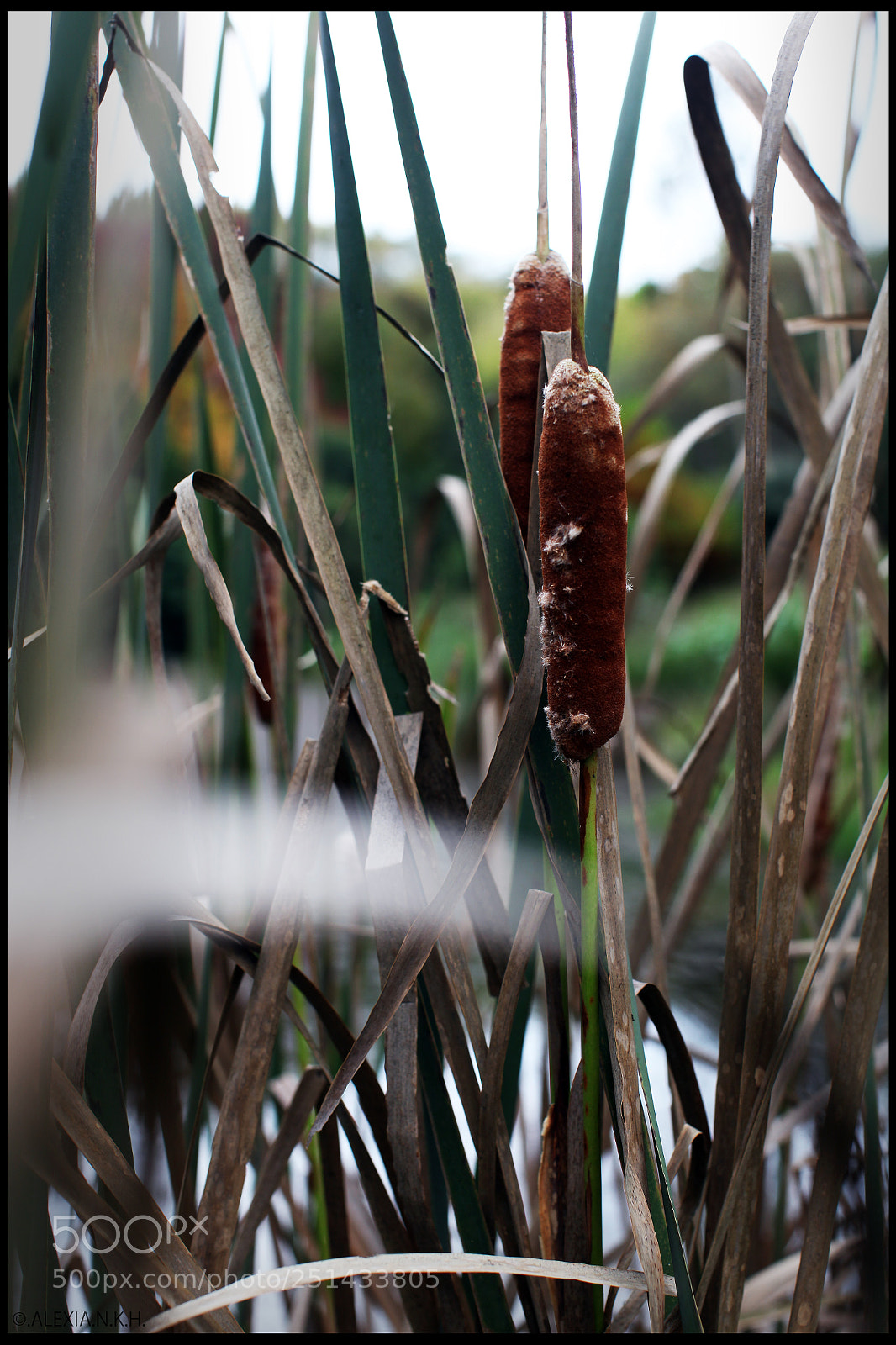Canon EOS 5D Mark II sample photo. Typha latifolia photography