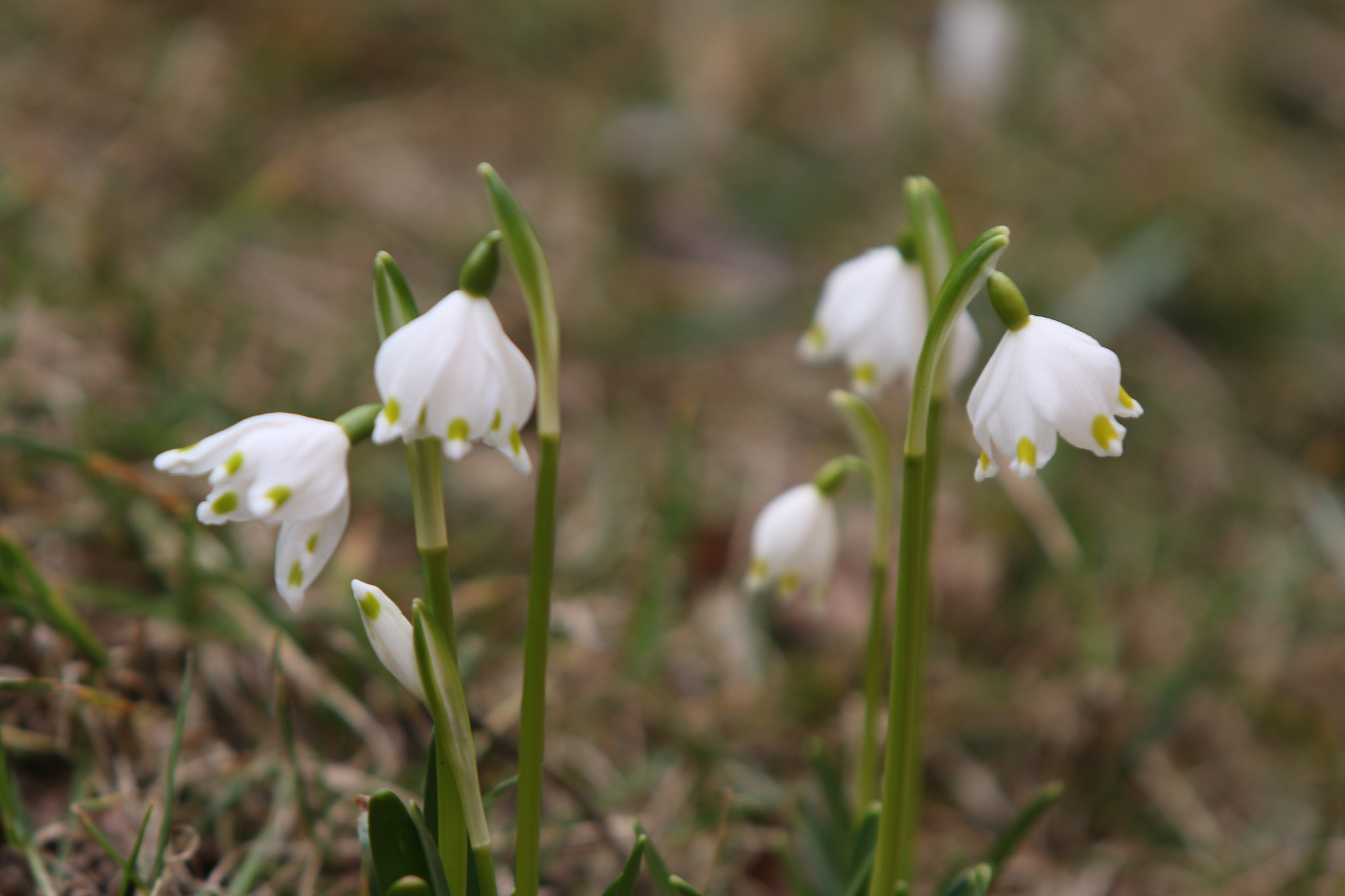 Canon EOS 70D + Canon EF 70-200mm F2.8L USM sample photo. Schneeglöckchen photography