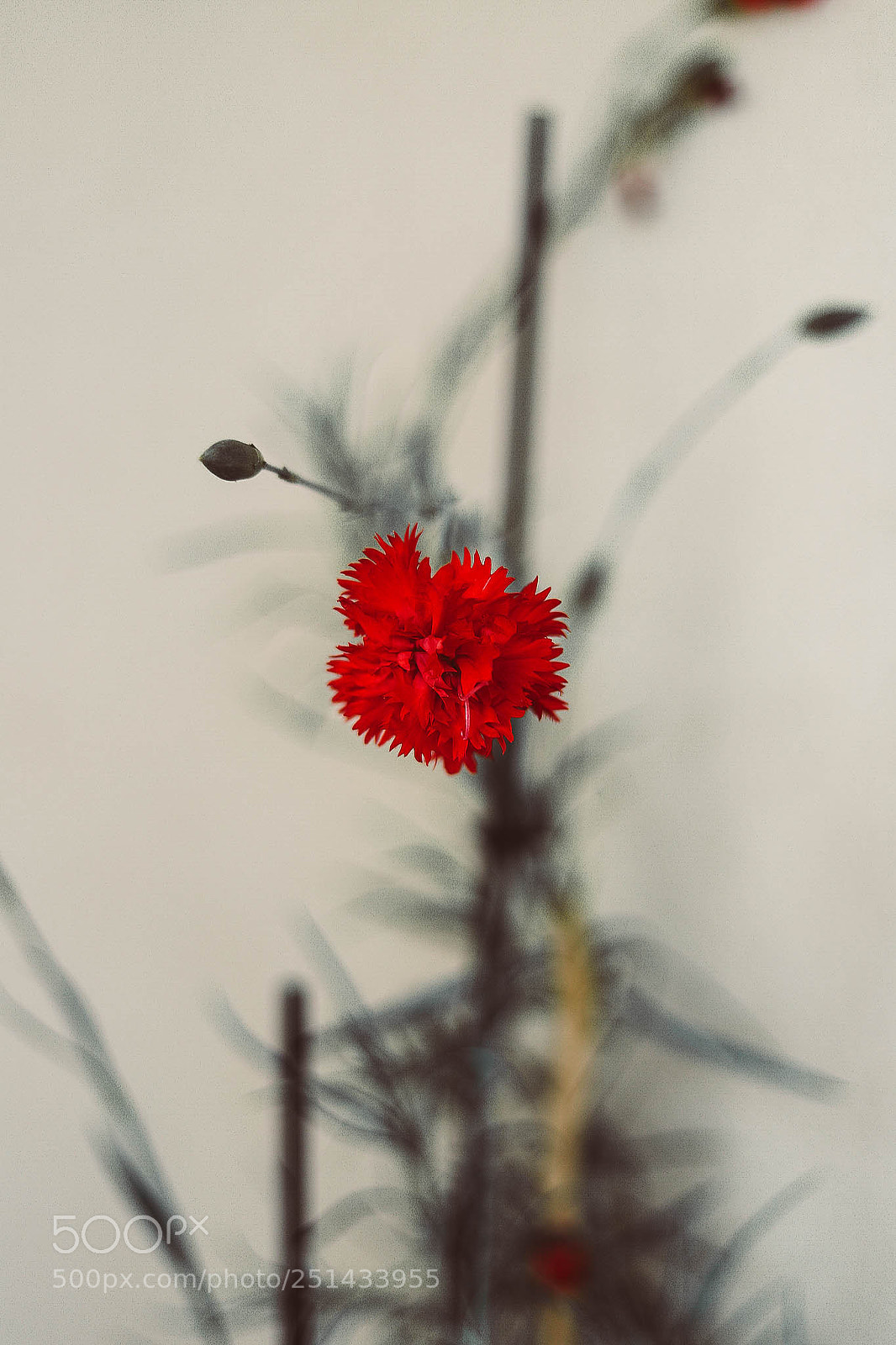 Canon EOS 6D Mark II sample photo. Red photography