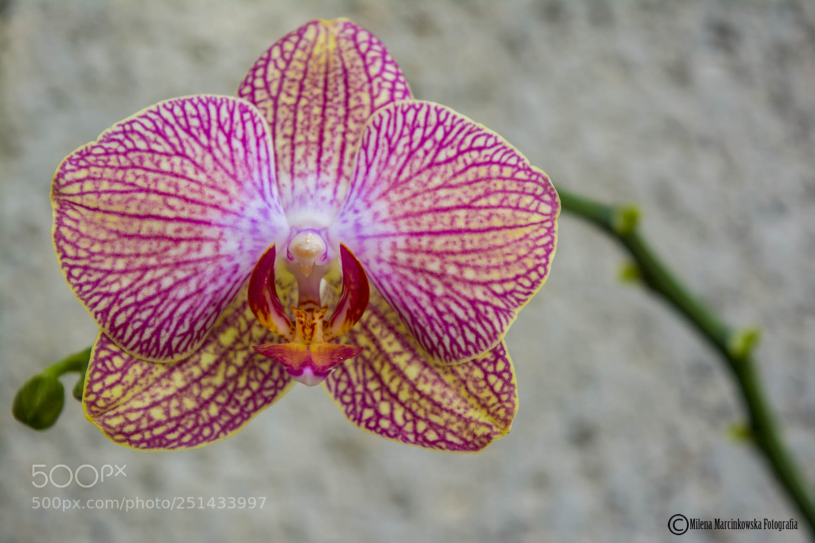 Nikon D5200 sample photo. Phalaenopsis photography