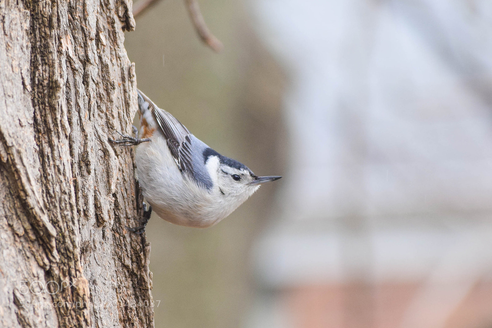 Nikon D3300 sample photo. Spring calling photography