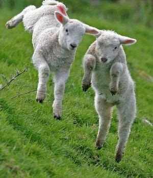 Spring lambs,having a ball