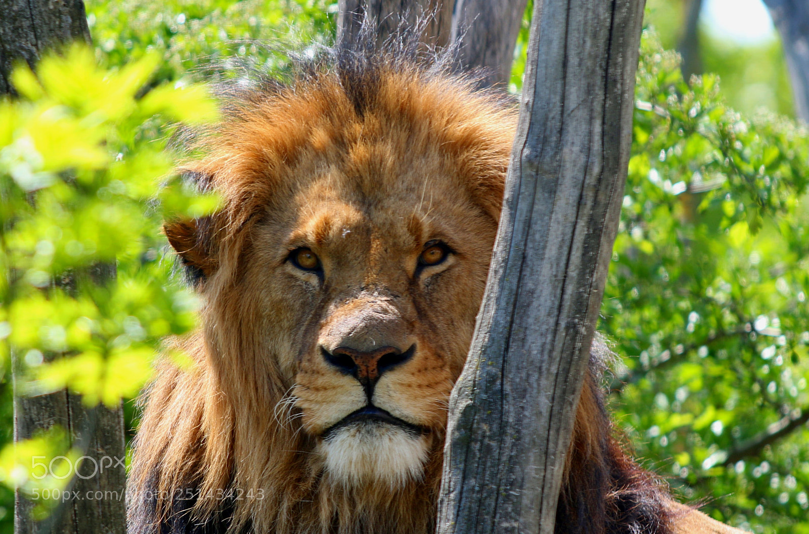 Canon EOS 70D sample photo. Löwe photography