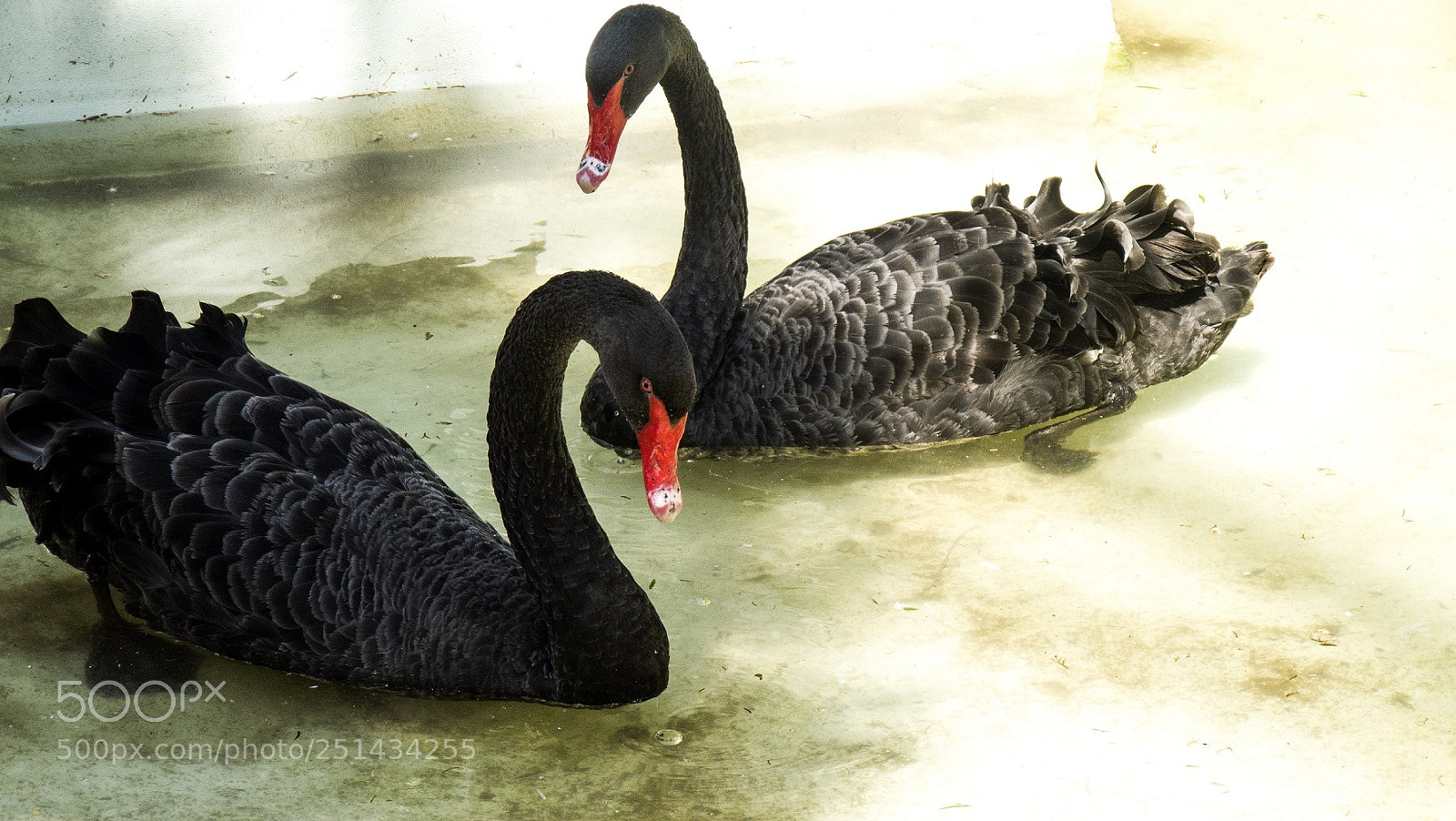 Panasonic Lumix DMC-FZ28 sample photo. Black swan zacango zoo photography
