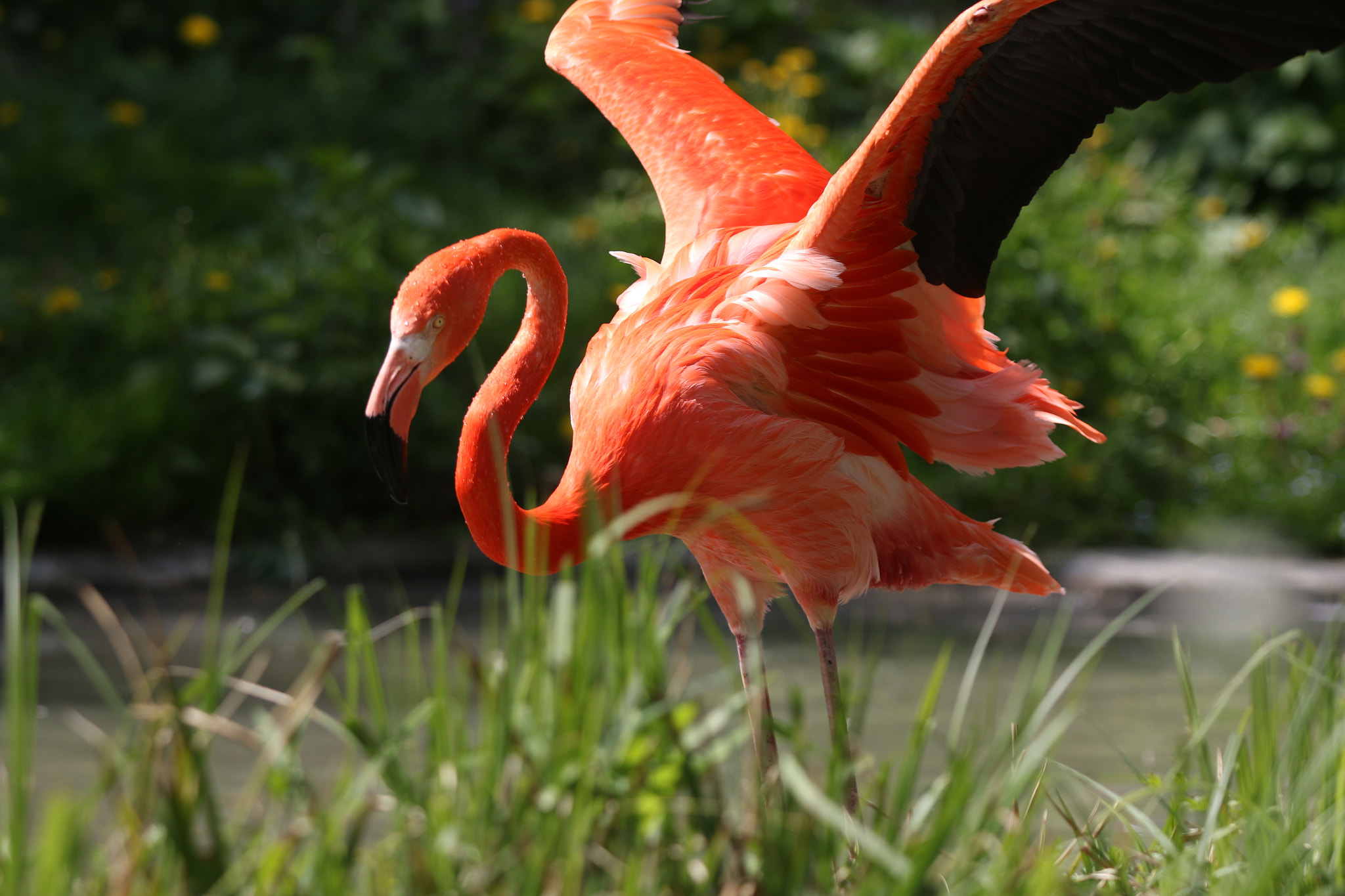 Canon EOS 70D + Canon EF 70-200mm F2.8L USM sample photo. Flamingo photography