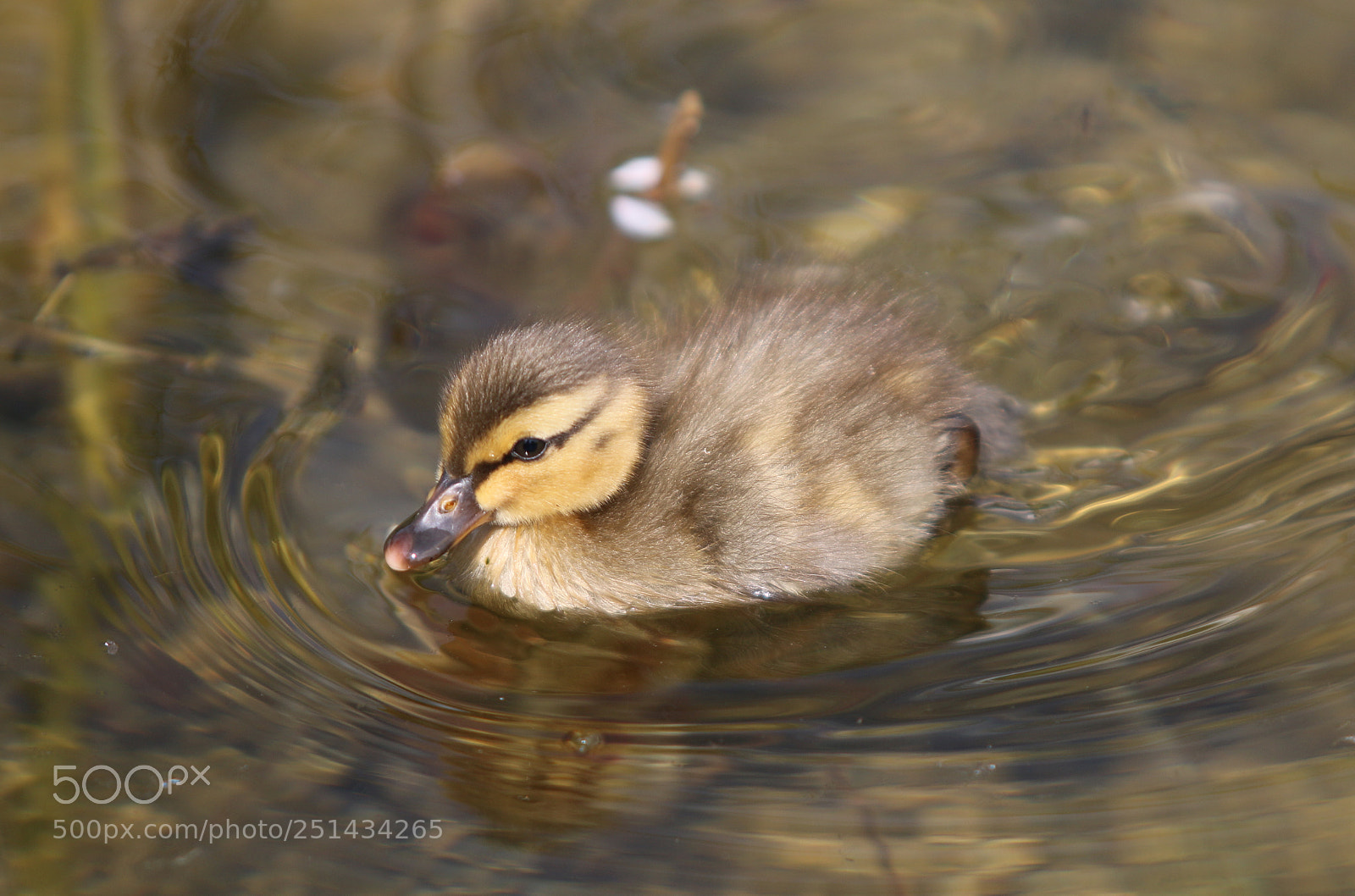 Canon EOS 70D sample photo. Ente photography