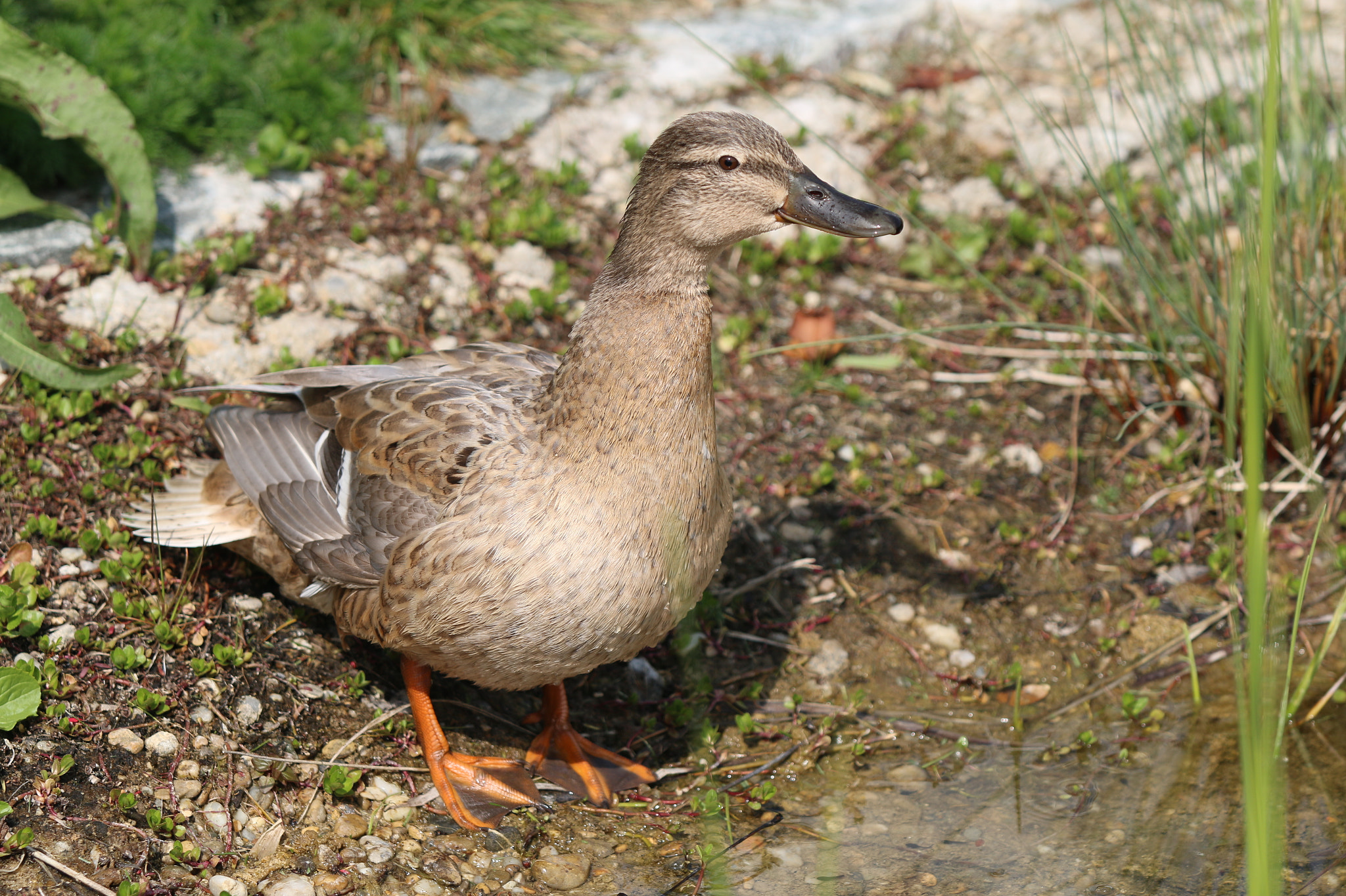 Canon EF 70-200mm F2.8L USM sample photo. Ente photography