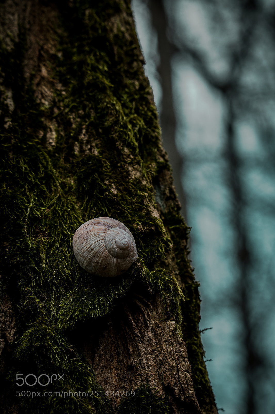 Canon EOS 70D sample photo. Mossy tree | germany photography