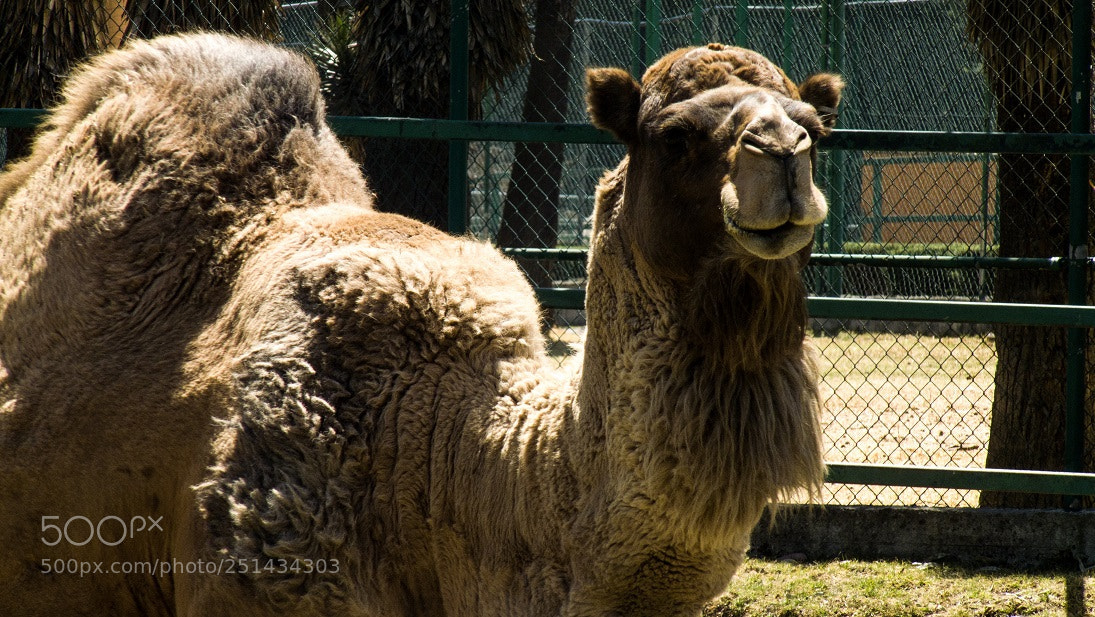 Panasonic Lumix DMC-FZ28 sample photo. Dromedario photography