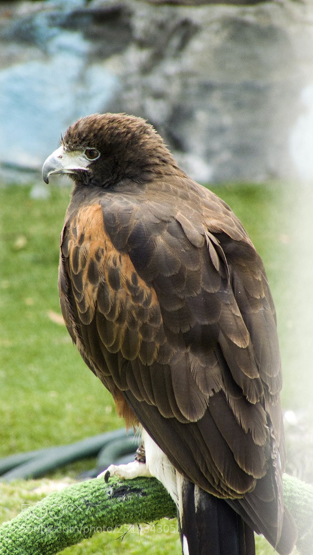 Panasonic Lumix DMC-FZ28 sample photo. Stuning eagle photography