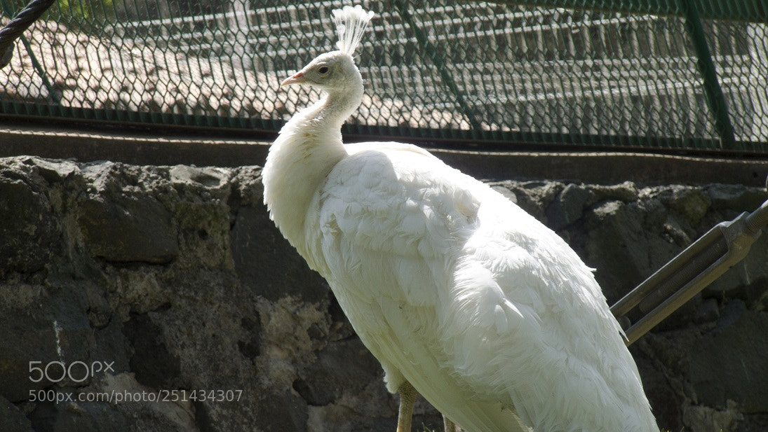 Panasonic Lumix DMC-FZ28 sample photo. El rey blanco photography