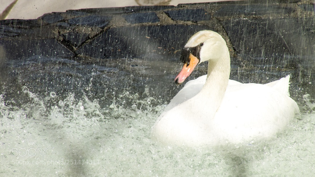 Panasonic Lumix DMC-FZ28 sample photo. Wet swan photography
