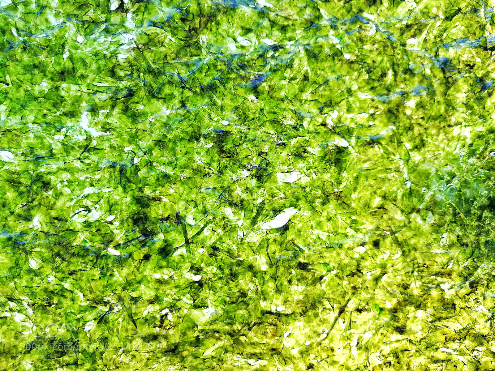 HUAWEI P10 Plus sample photo. Seaweed texture photography