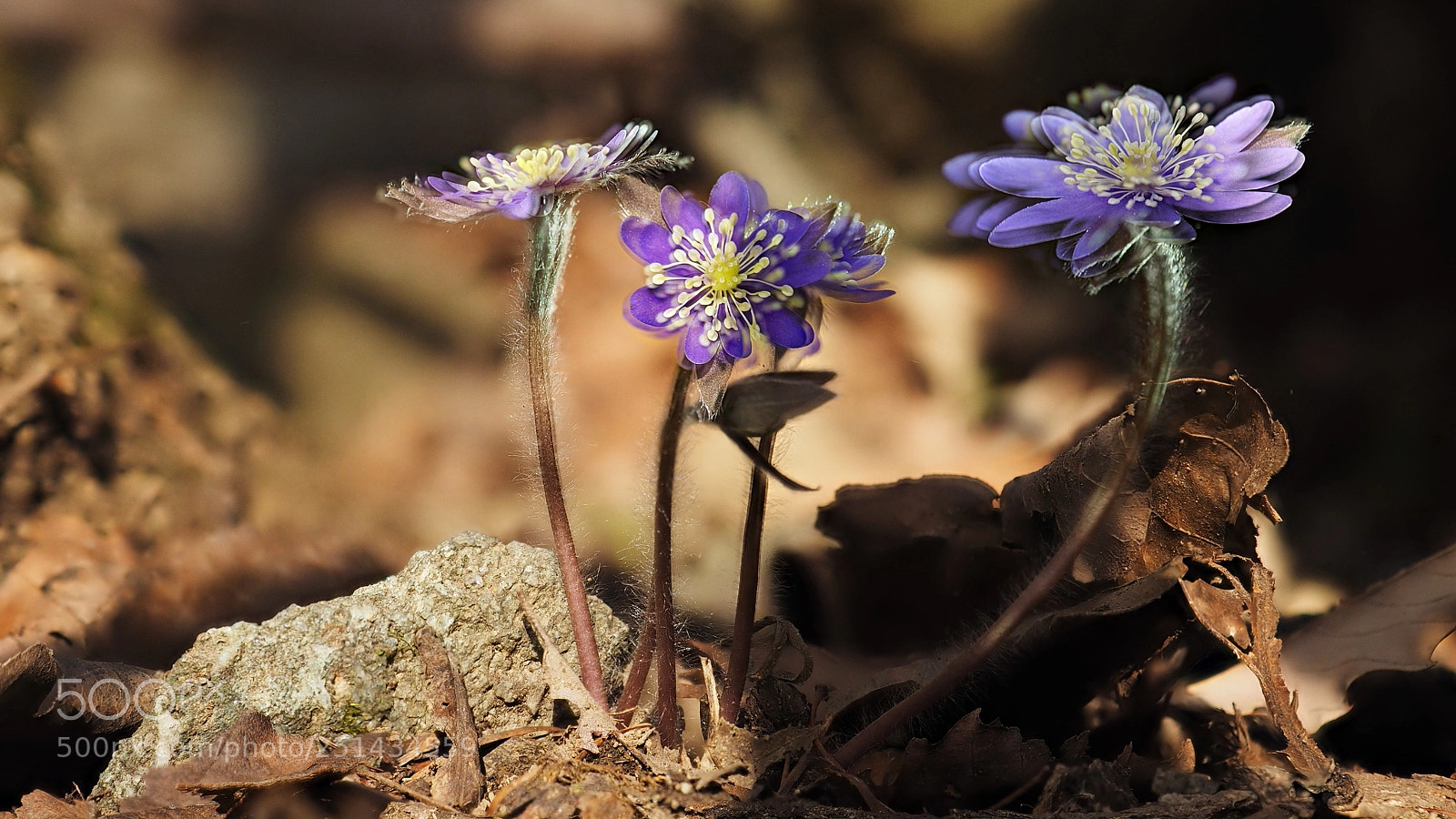 Olympus OM-D E-M1 sample photo. The wind loving flowers photography
